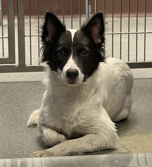 Complicated Carley, a Adoptable mixed breed in Eagle, MI image 1/6