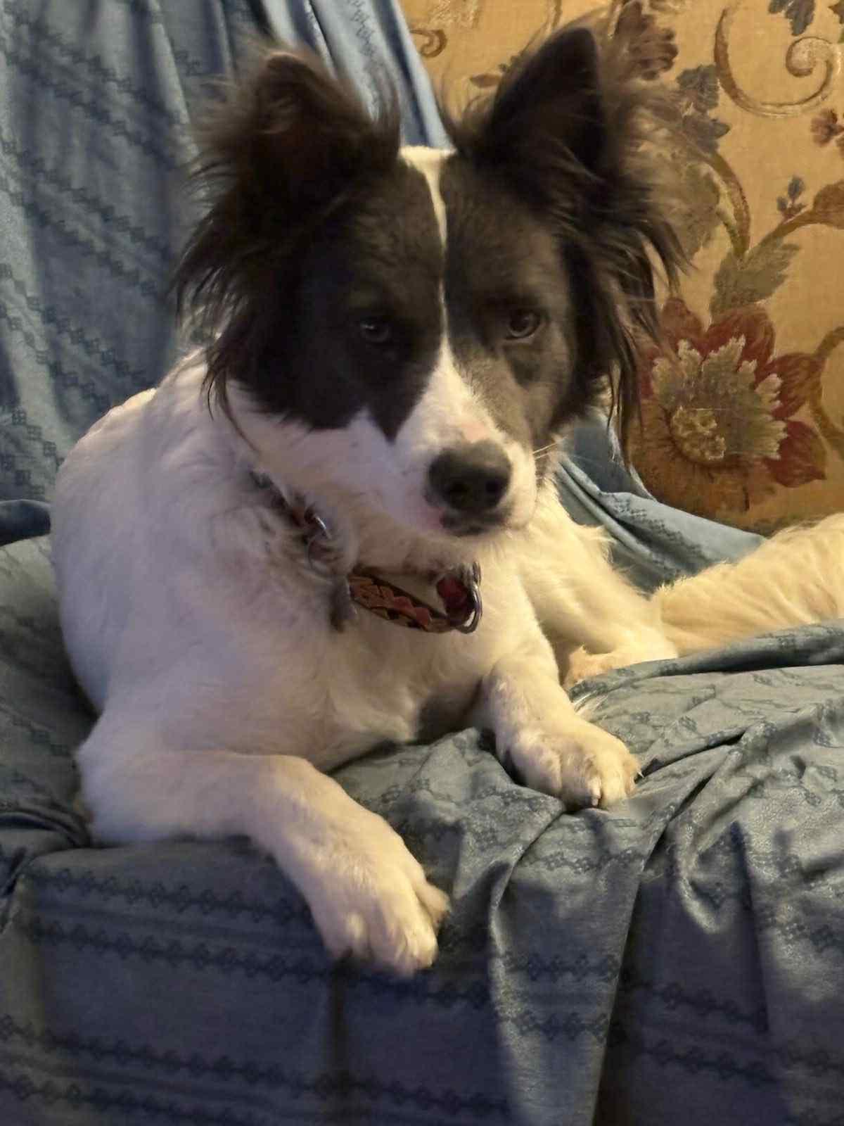 Complicated Carley, a Adoptable mixed breed in Eagle, MI image 4/6