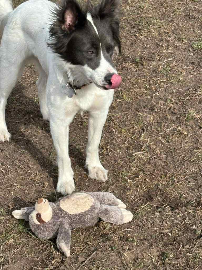Complicated Carley, a Adoptable mixed breed in Eagle, MI image 6/6