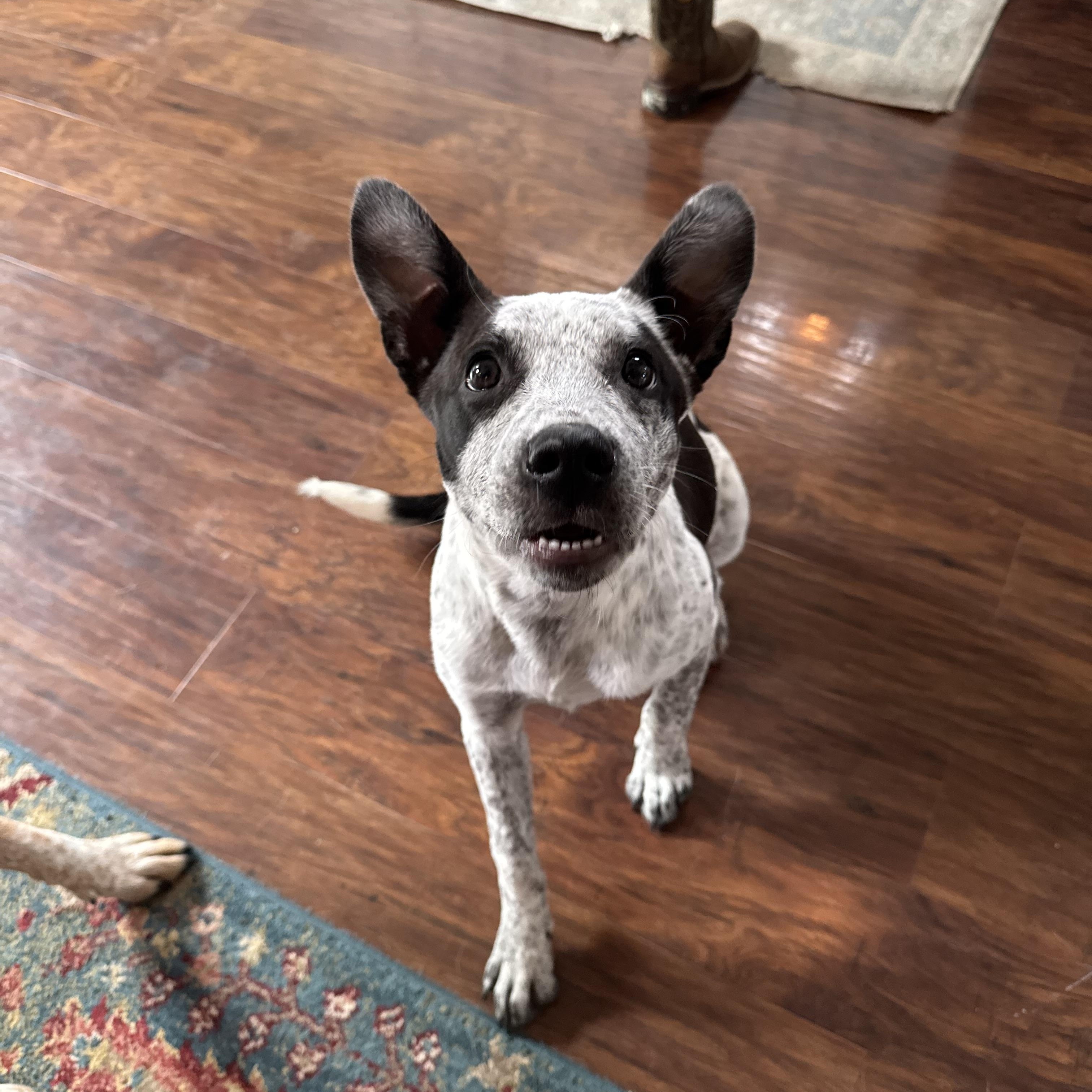 Enlarge Jiffy, a Adoptable mixed breed in Erlanger, KY image 3/6