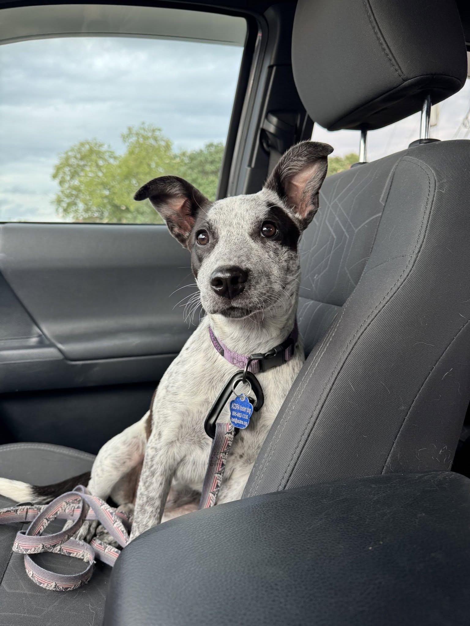Jiffy, Adoptable, Puppy Male Australian Cattle Dog / Blue Heeler.