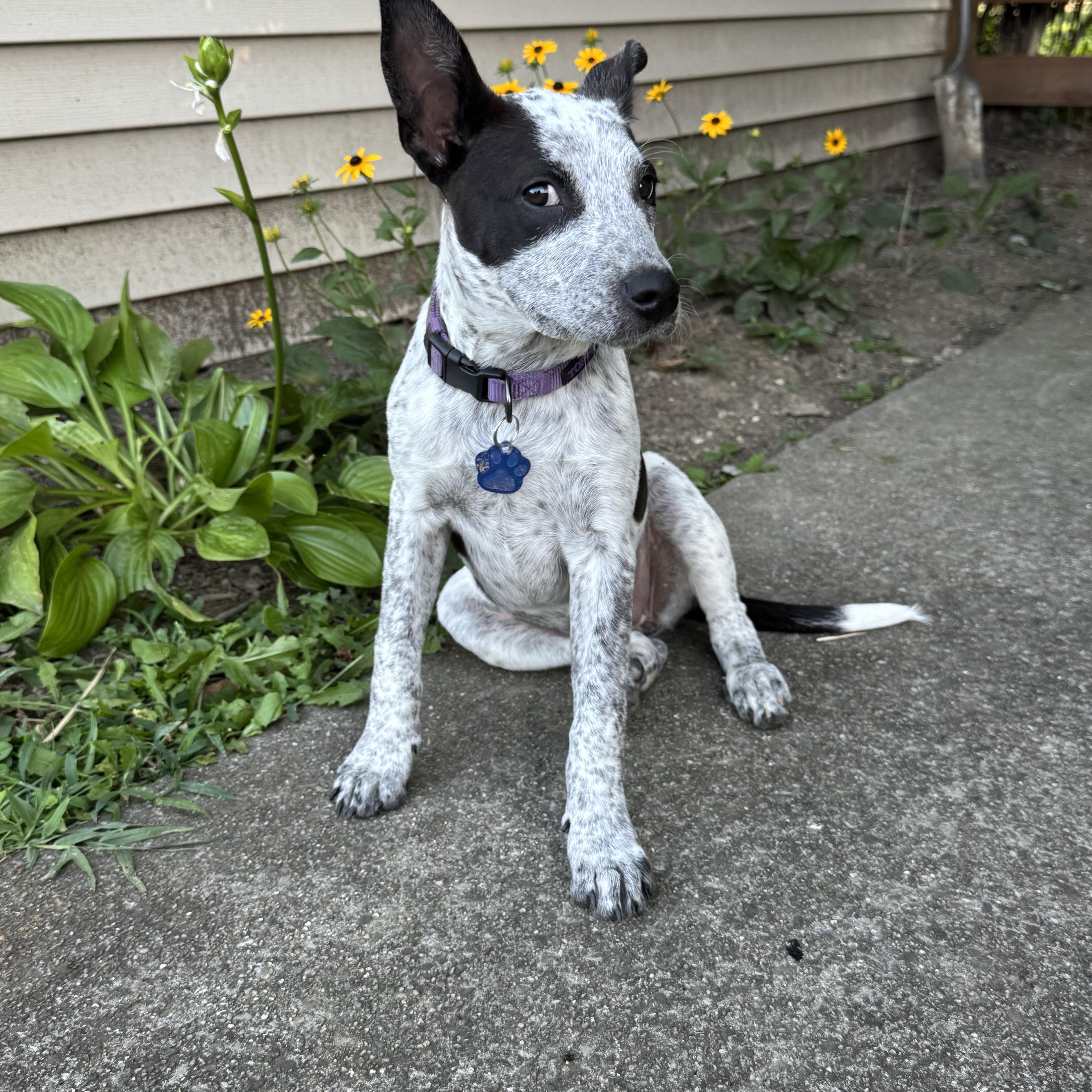 Enlarge Jiffy, a Adoptable mixed breed in Erlanger, KY image 5/6