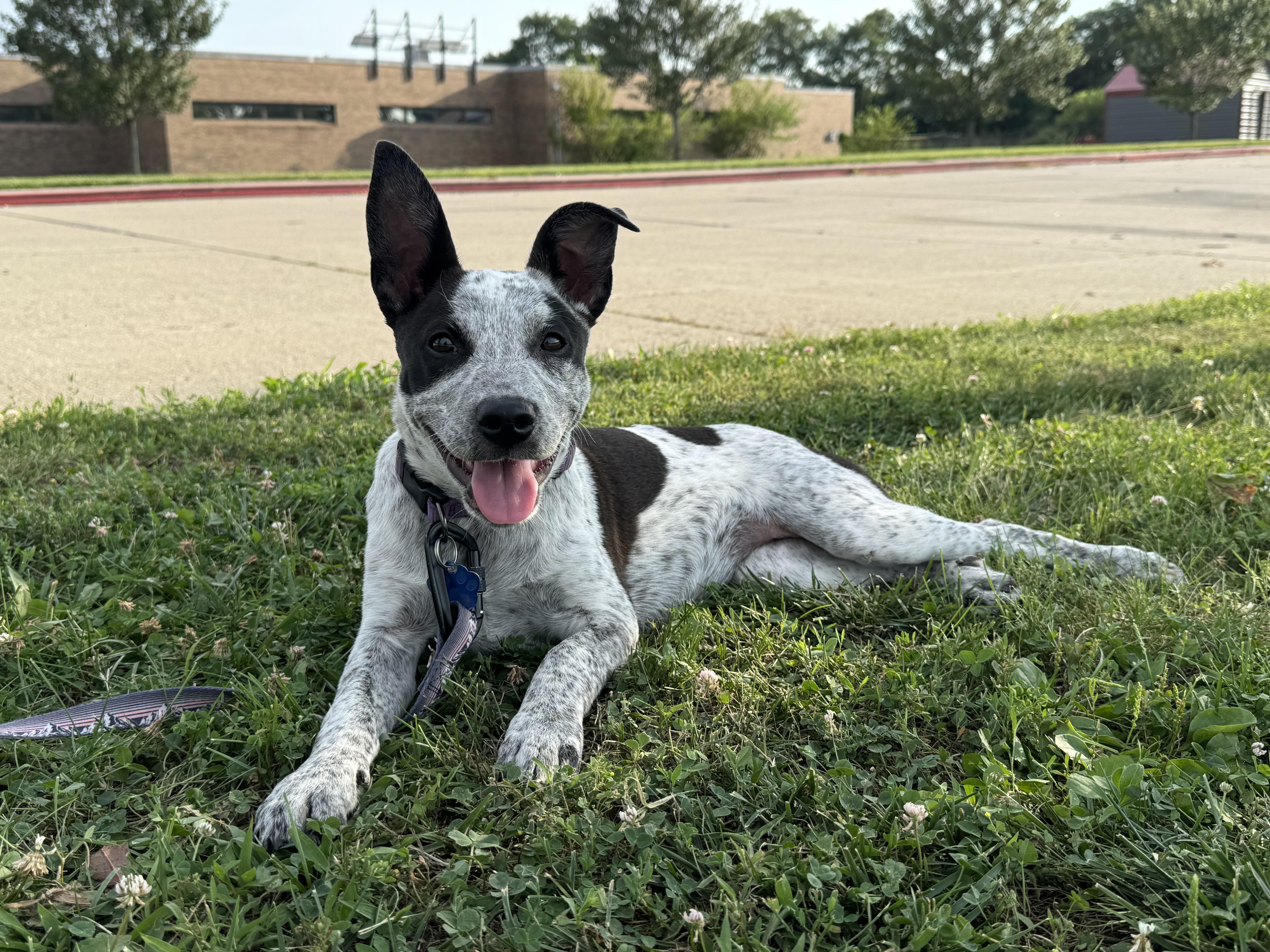 Enlarge Jiffy, a Adoptable mixed breed in Erlanger, KY image 4/6