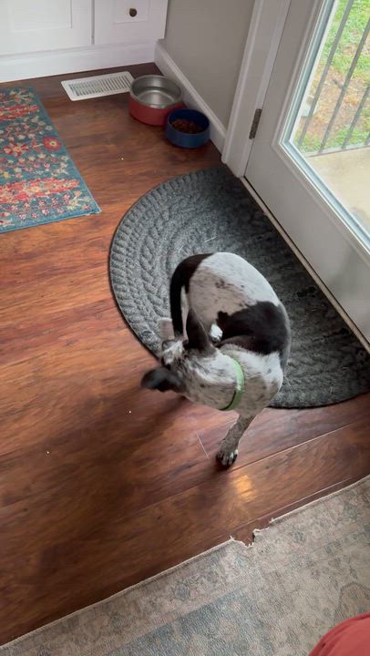 Enlarge Jiffy, a Adoptable mixed breed in Erlanger, KY video 6/6
