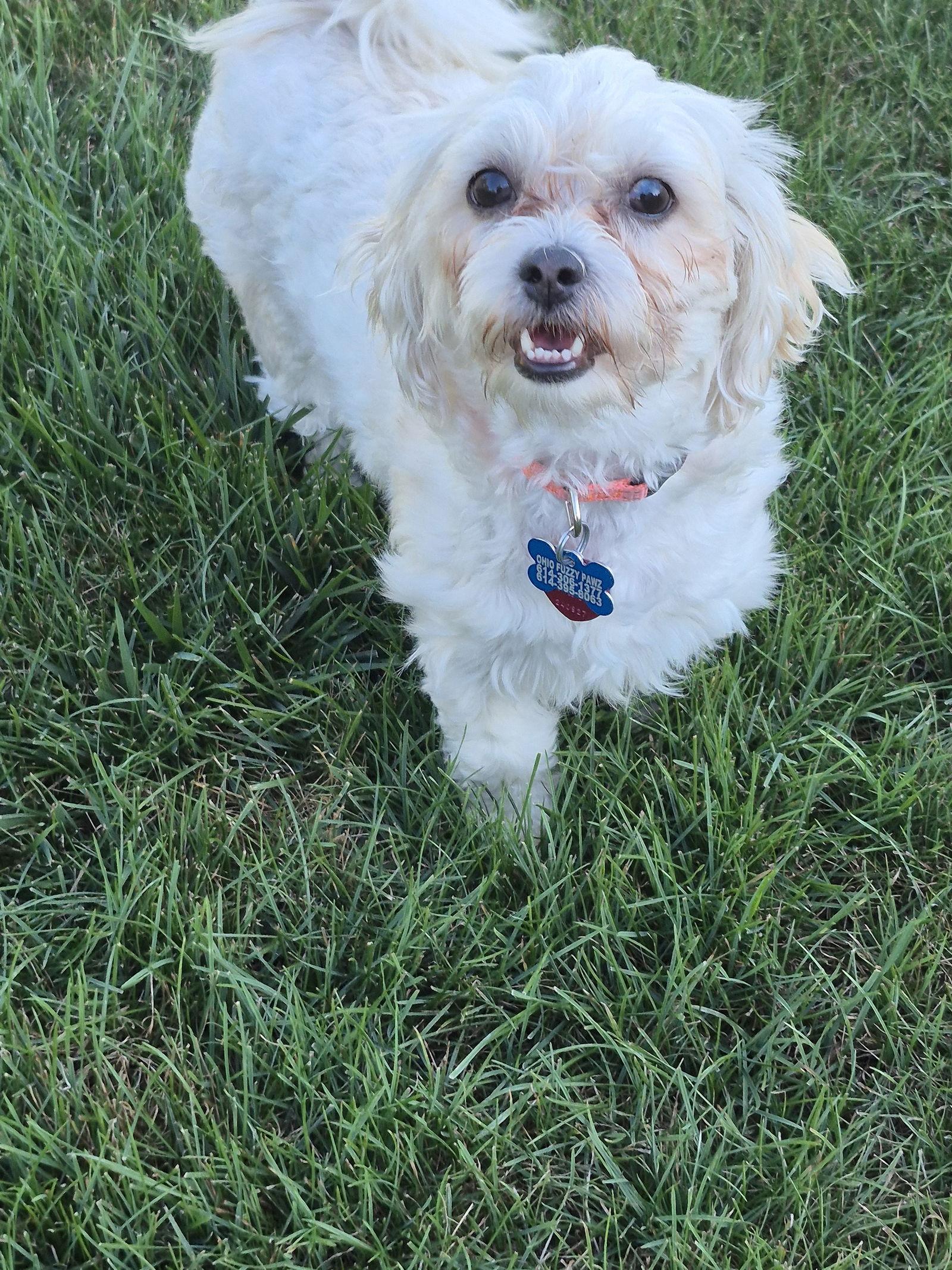 Ginger June-OS, Adopted, Adult Female Shih Tzu & Poodle.