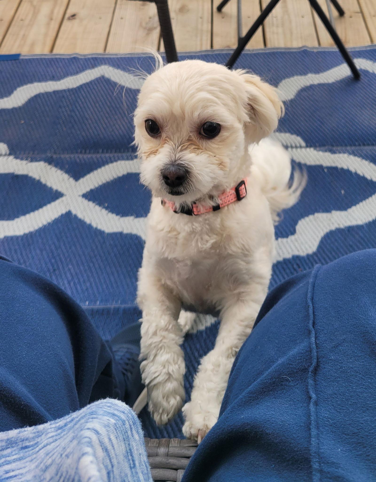 Enlarge Ginger June-OS, a Adopted mixed breed in Pataskala, OH image 2/3