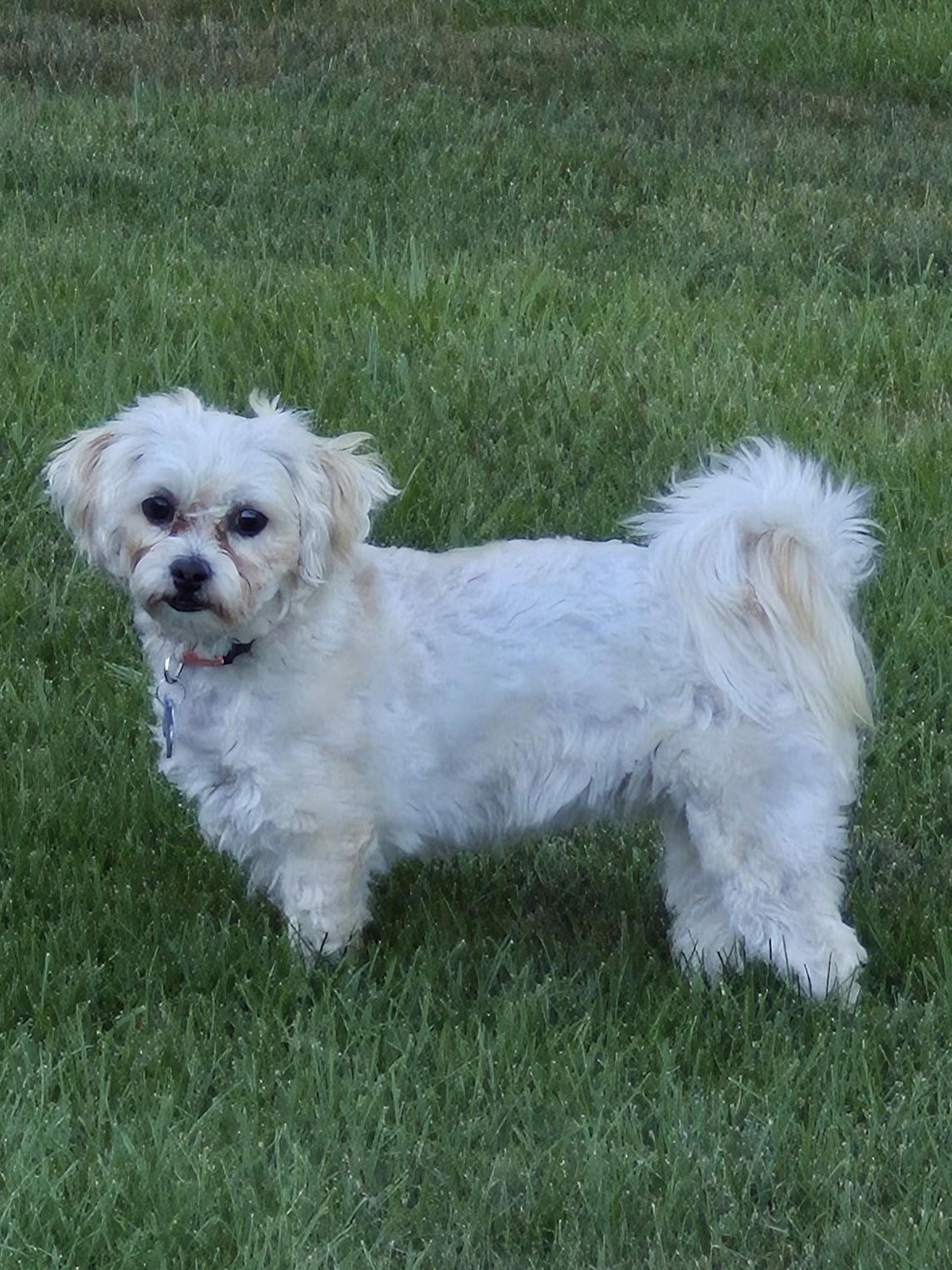 Enlarge Ginger June-OS, a Adopted mixed breed in Pataskala, OH image 3/3