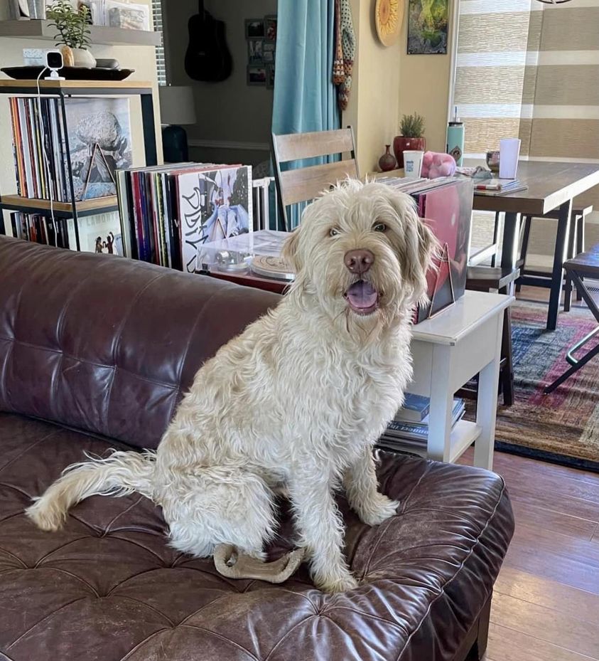 Ricky, Adopted, Young Male Labradoodle.