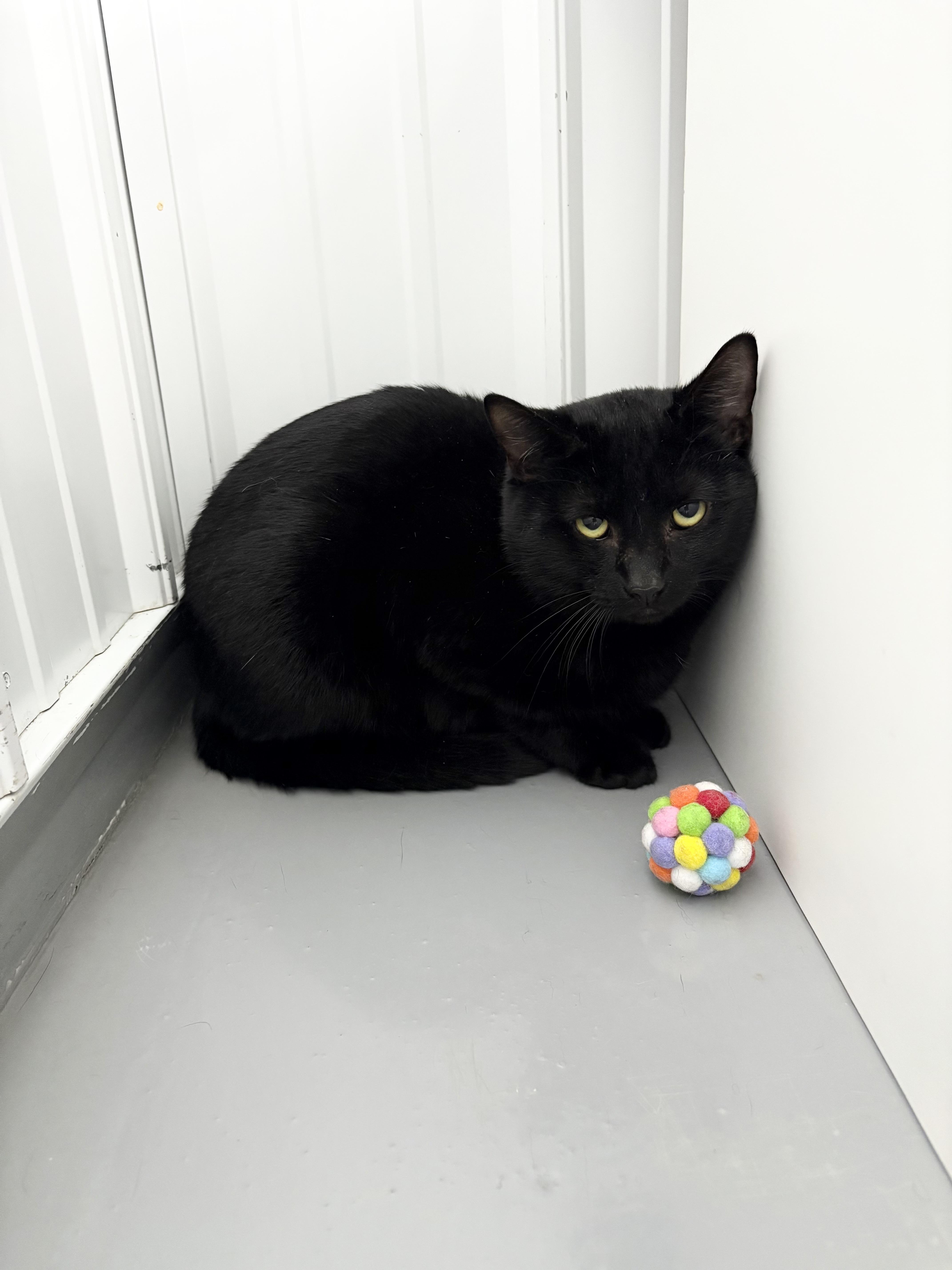 ZooZoo, ADOPTABLE, Adult Male American Shorthair.