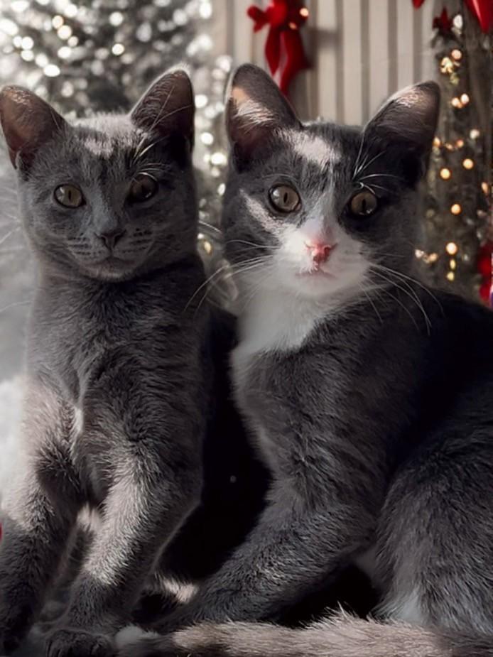 Enlarge Charlie, a ADOPTABLE Domestic Short Hair in Easley, SC image 4/4