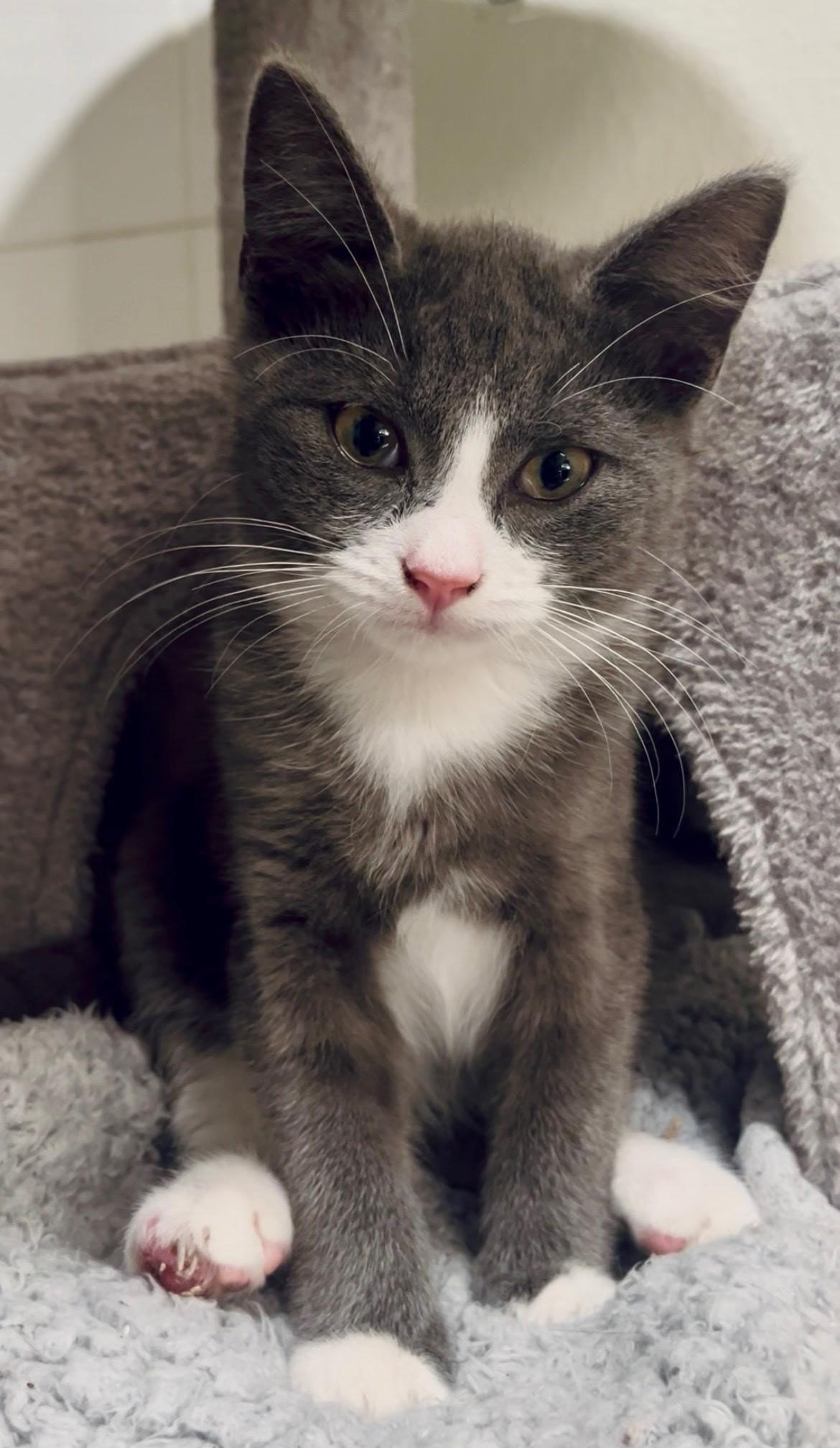 Enlarge Charlie, a ADOPTABLE Domestic Short Hair in Easley, SC image 1/4