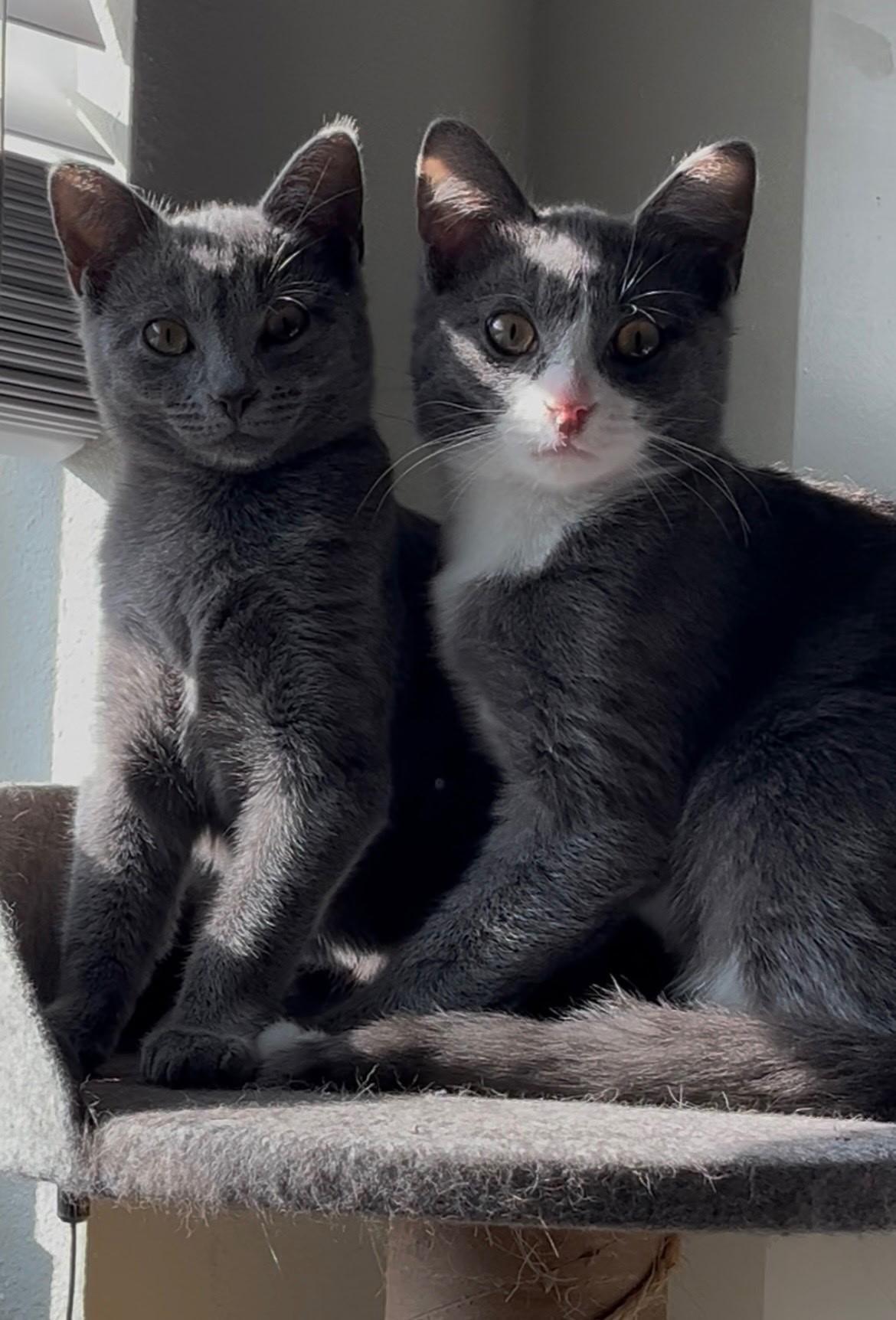 Enlarge Charlie, a ADOPTABLE Domestic Short Hair in Easley, SC image 3/4