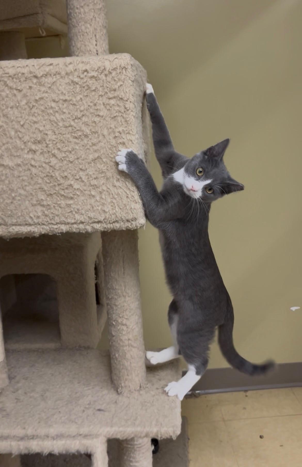 Enlarge Charlie, a ADOPTABLE Domestic Short Hair in Easley, SC image 2/4