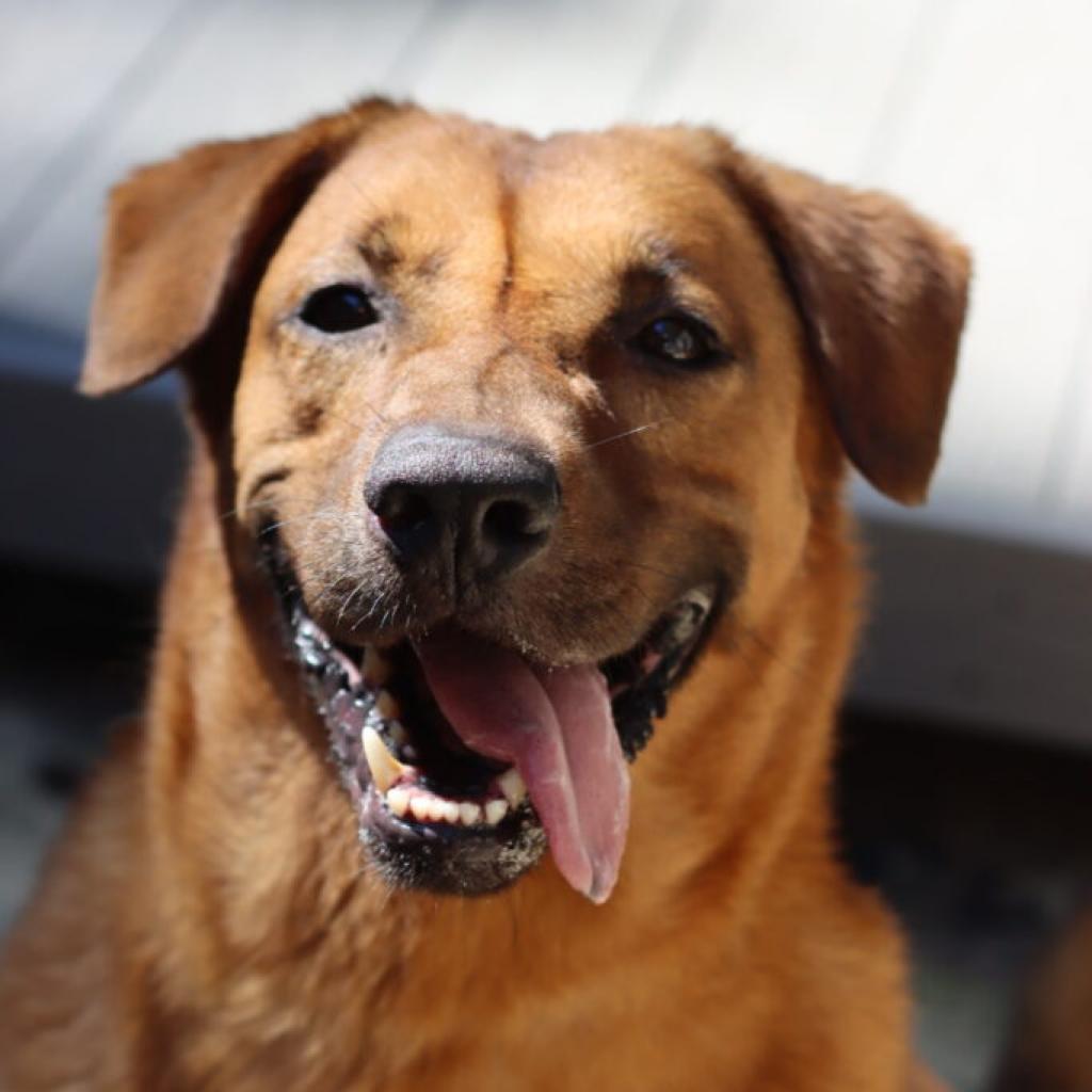 Enlarge Moose, a Adoptable mixed breed in Aldie, VA image 1/6