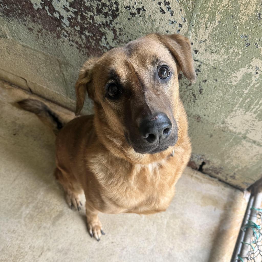 Enlarge Moose, a Adoptable mixed breed in Aldie, VA image 2/6