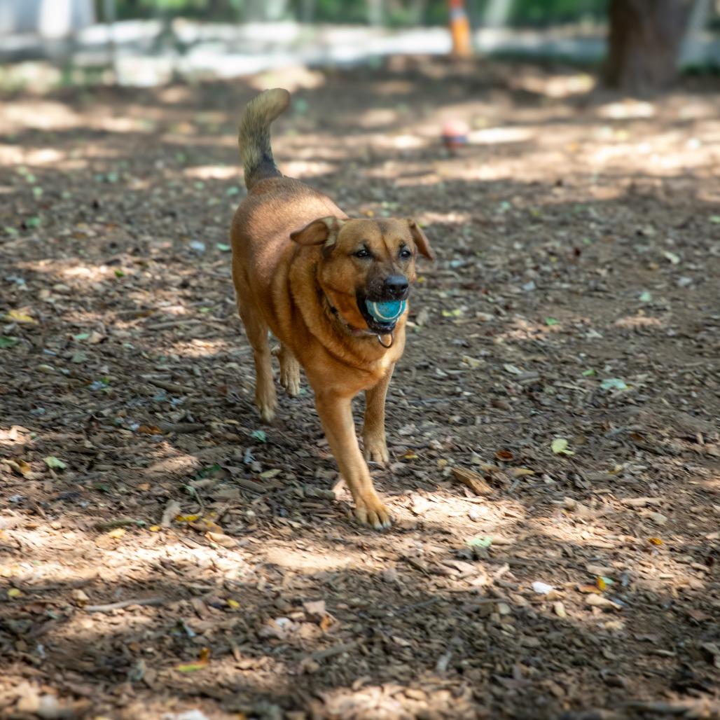 Enlarge Moose, a Adoptable mixed breed in Aldie, VA image 1/5