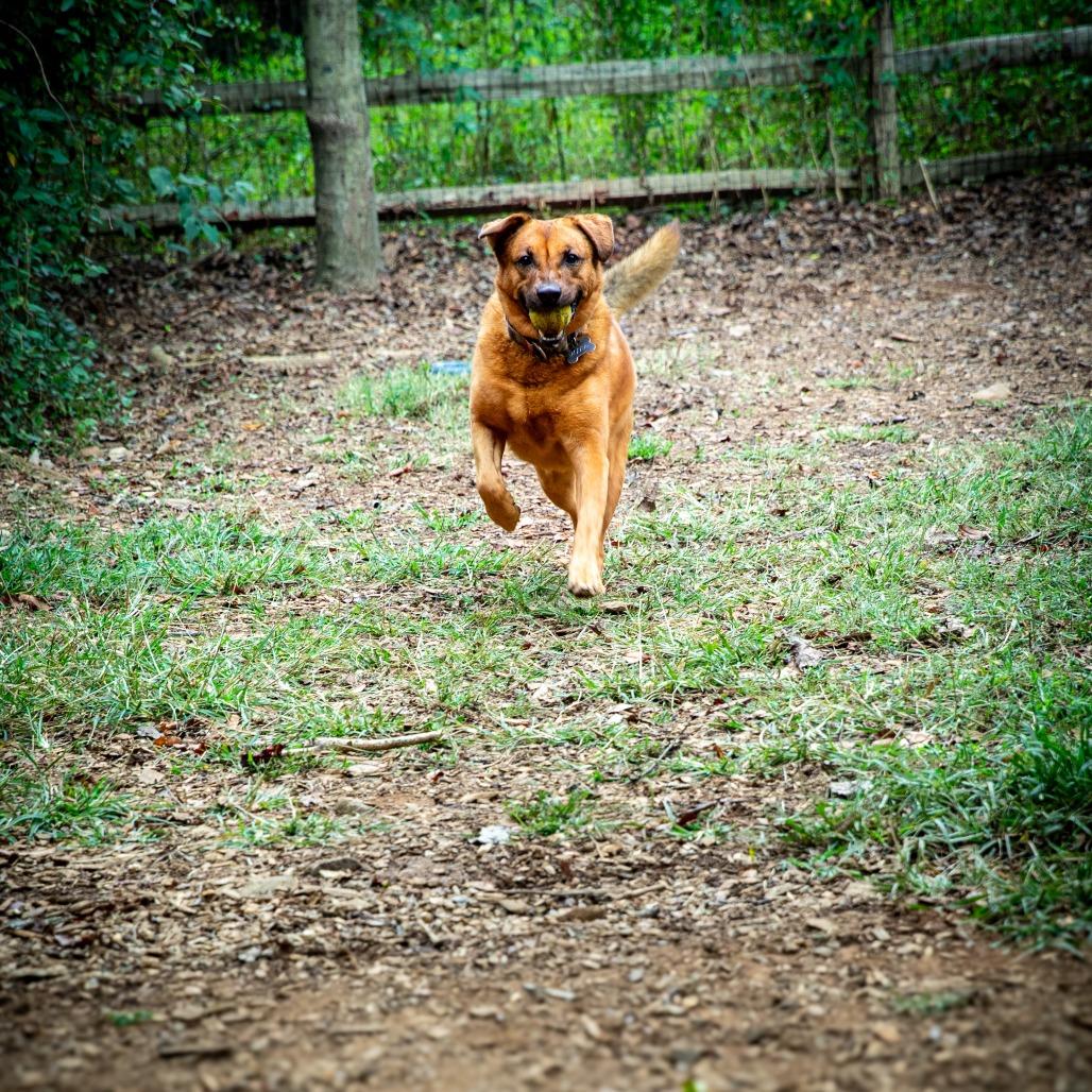Enlarge Moose, a Adoptable mixed breed in Aldie, VA image 2/5