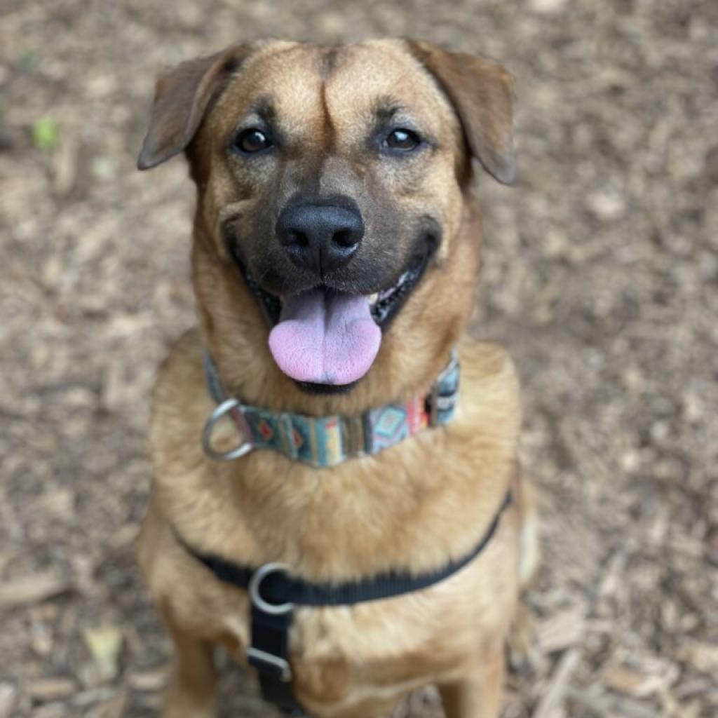 Enlarge Moose, a Adoptable mixed breed in Aldie, VA image 3/6