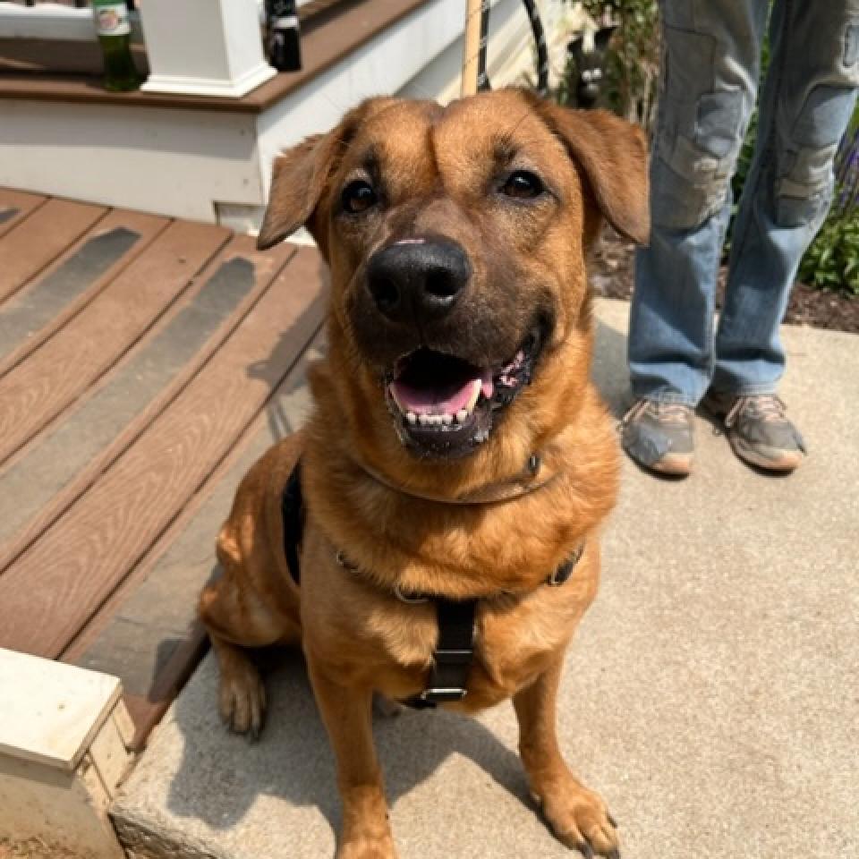 Enlarge Moose, a Adoptable mixed breed in Aldie, VA image 4/6