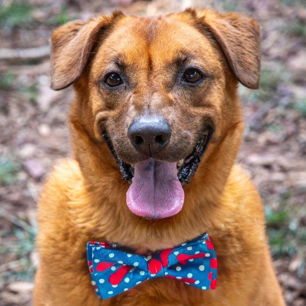 Enlarge Moose, a Adoptable mixed breed in Aldie, VA image 5/6