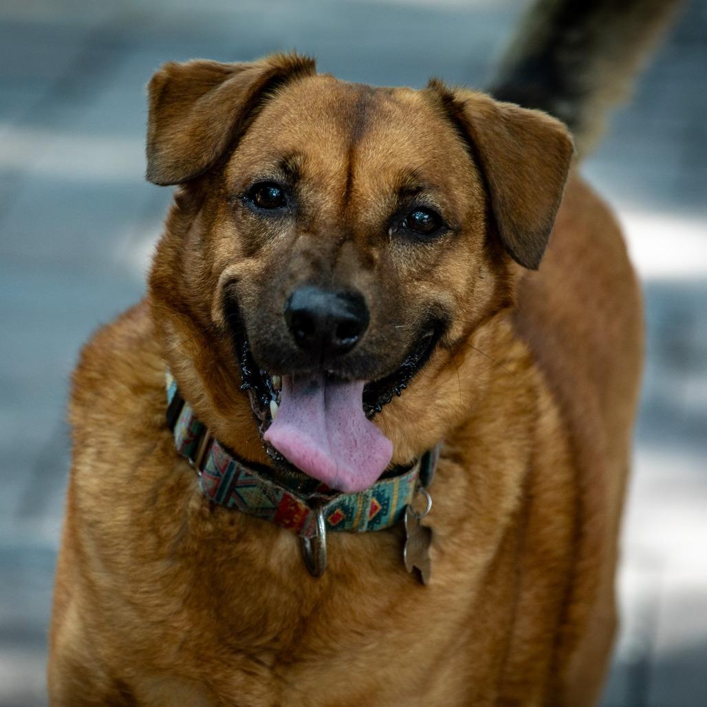 Enlarge Moose, a Adoptable mixed breed in Aldie, VA image 6/6