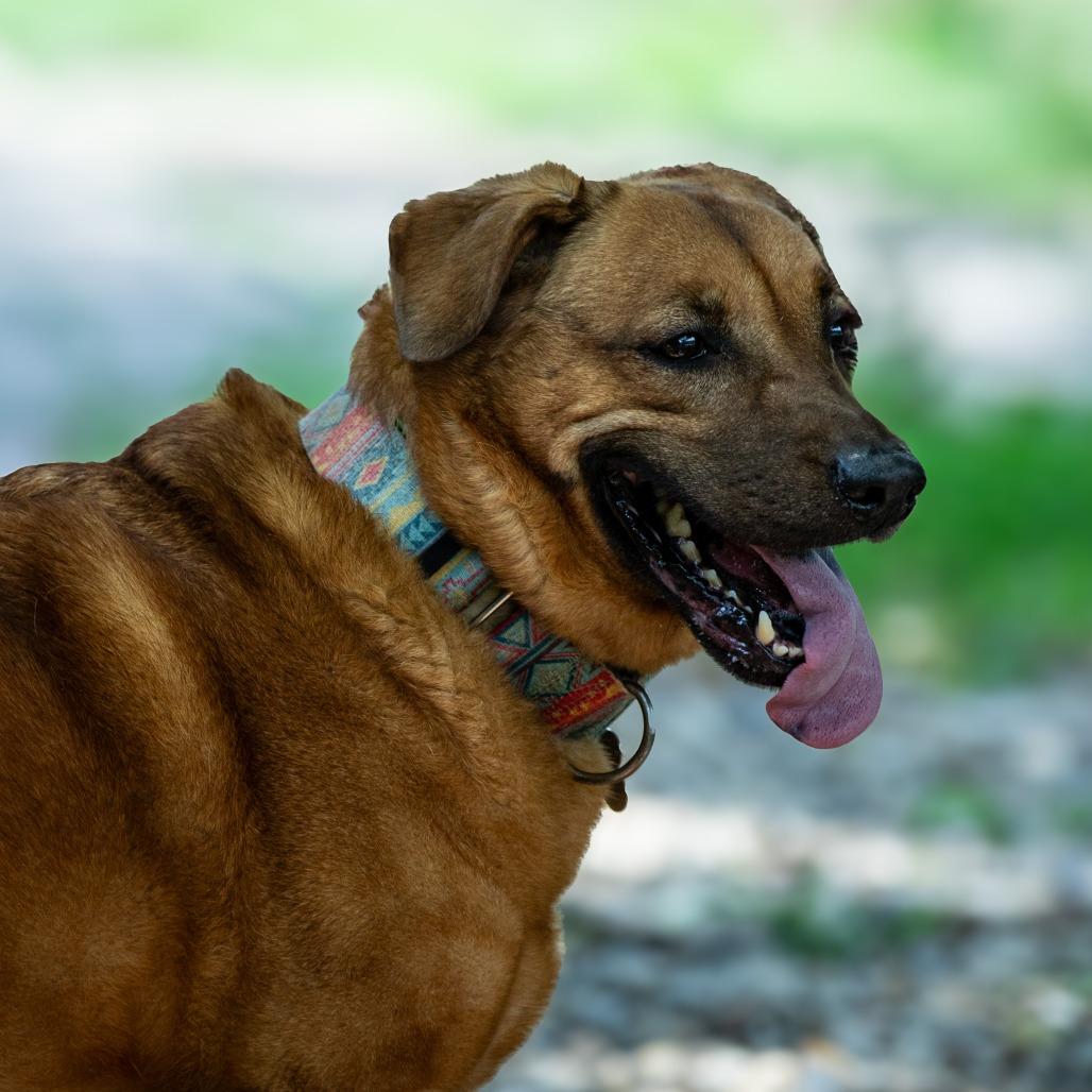 Enlarge Moose, a Adoptable mixed breed in Aldie, VA image 4/5
