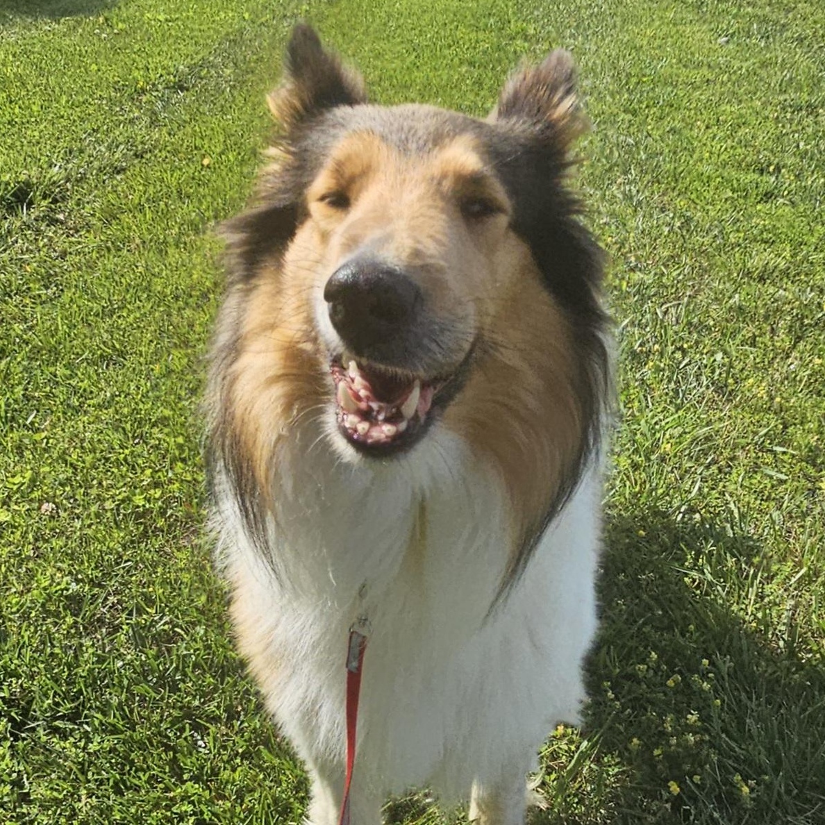 Enlarge Vanna, a Adopted Rough Collie in New Albany, IN image 1/2