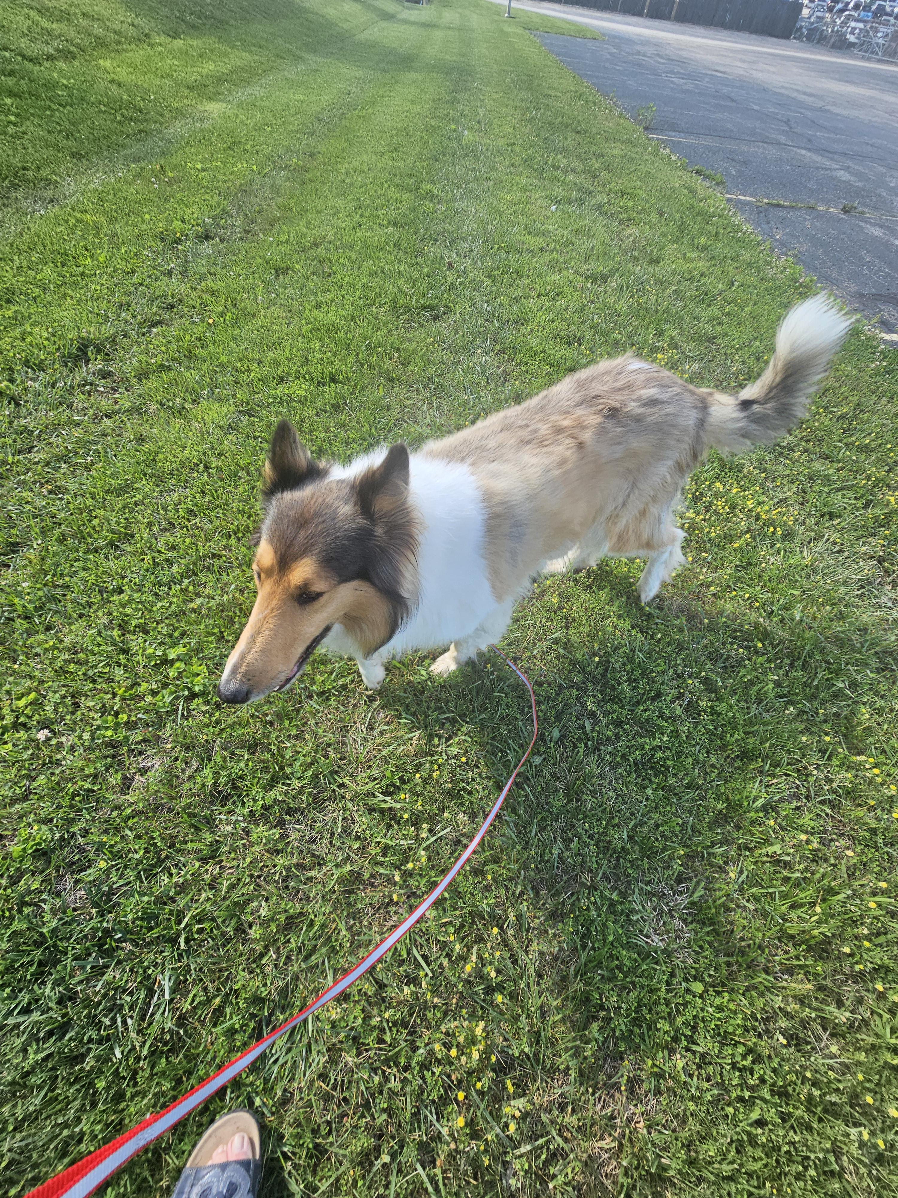 Enlarge Vanna, a Adopted Rough Collie in New Albany, IN image 2/2