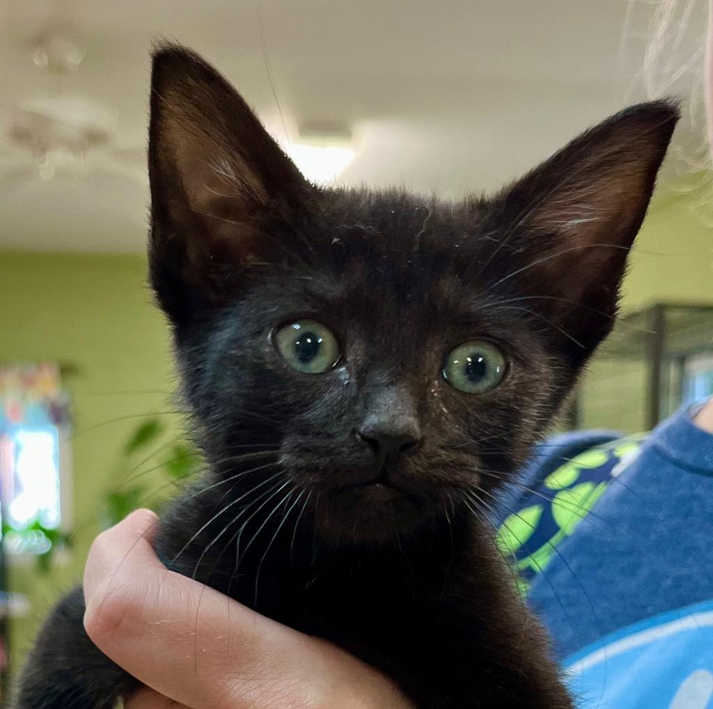 Enlarge Thimble, a Adoptable mixed breed in Burnsville, NC image 1/2