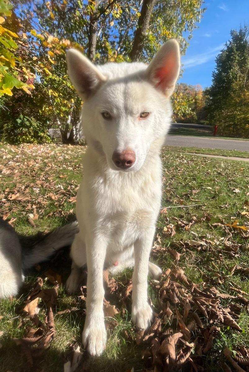 Perseus, Adopted, Adult Male Siberian Husky.