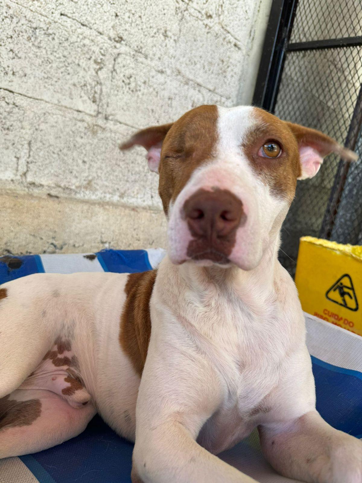 Enlarge Bombero, a ADOPTABLE Mixed Breed in Vancouver, BC image 2/6