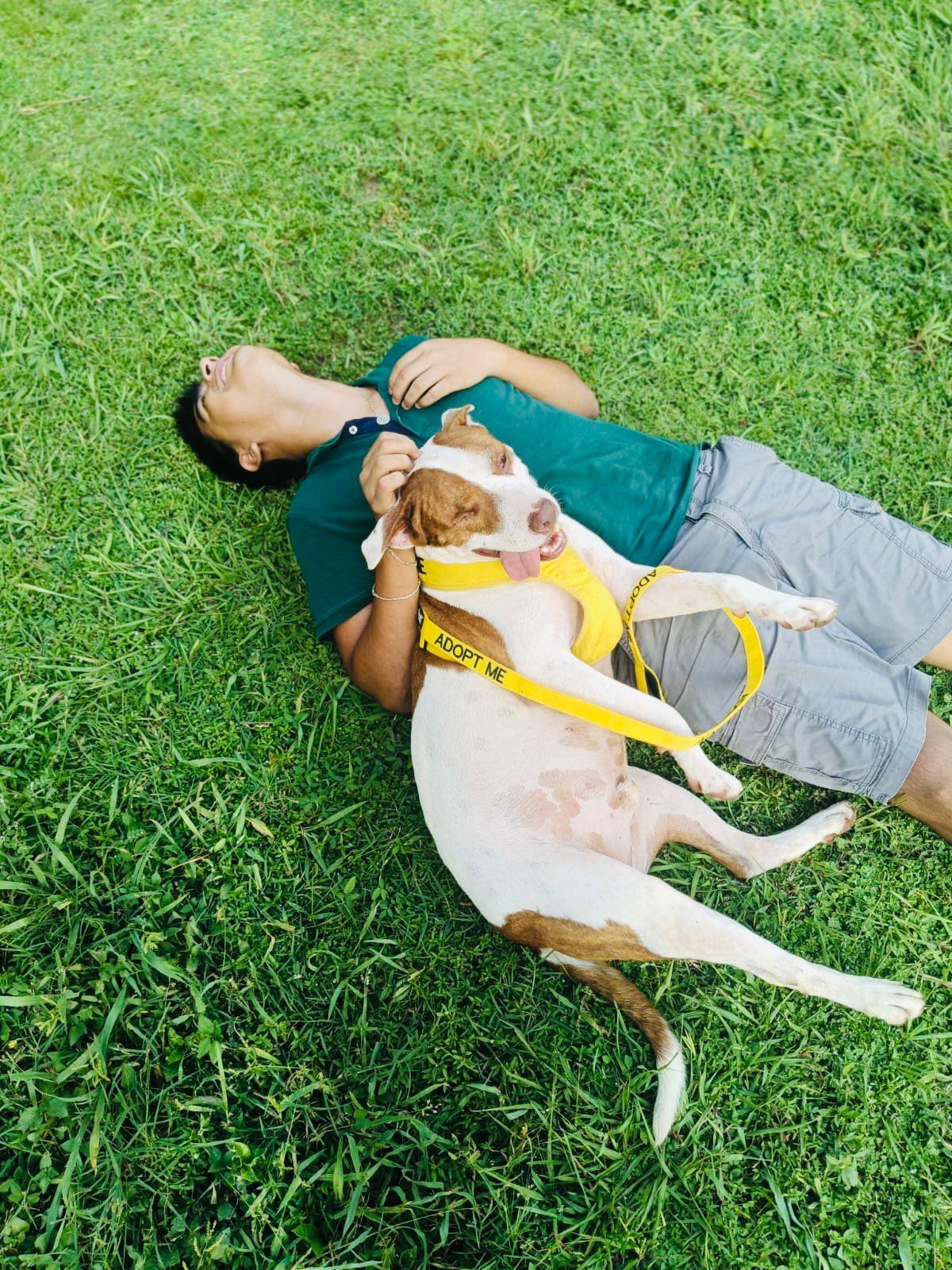 Enlarge Bombero, a ADOPTABLE Mixed Breed in Vancouver, BC image 4/6