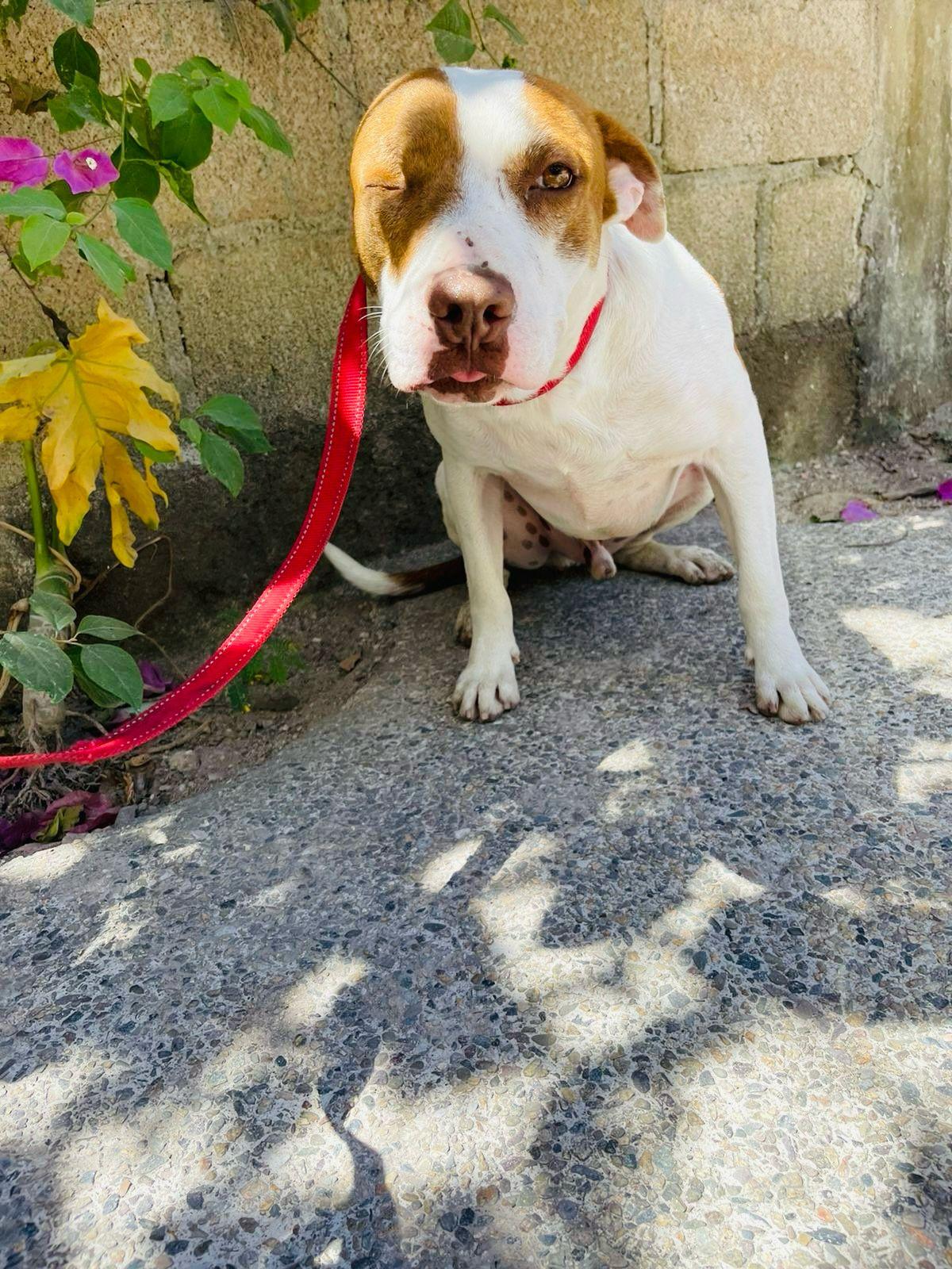 Enlarge Bombero, a ADOPTABLE Mixed Breed in Vancouver, BC image 3/6