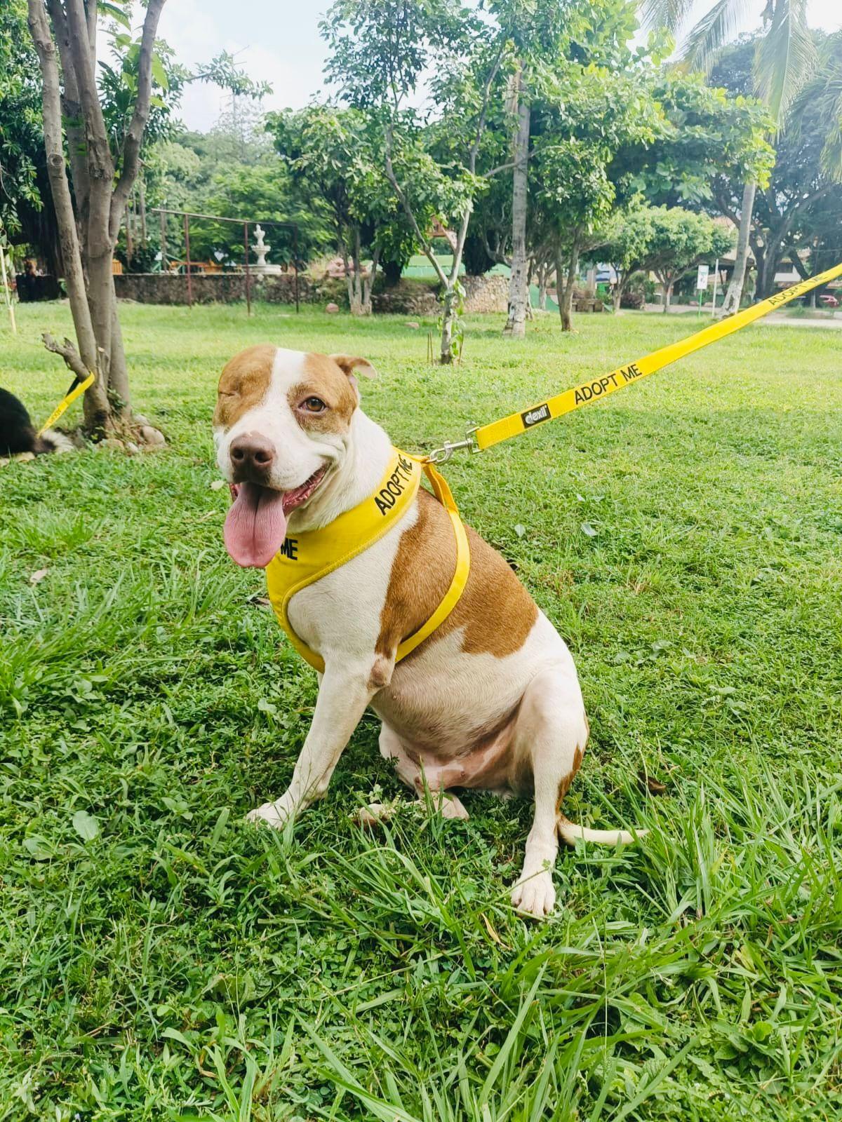 Enlarge Bombero, a ADOPTABLE Mixed Breed in Vancouver, BC image 1/6