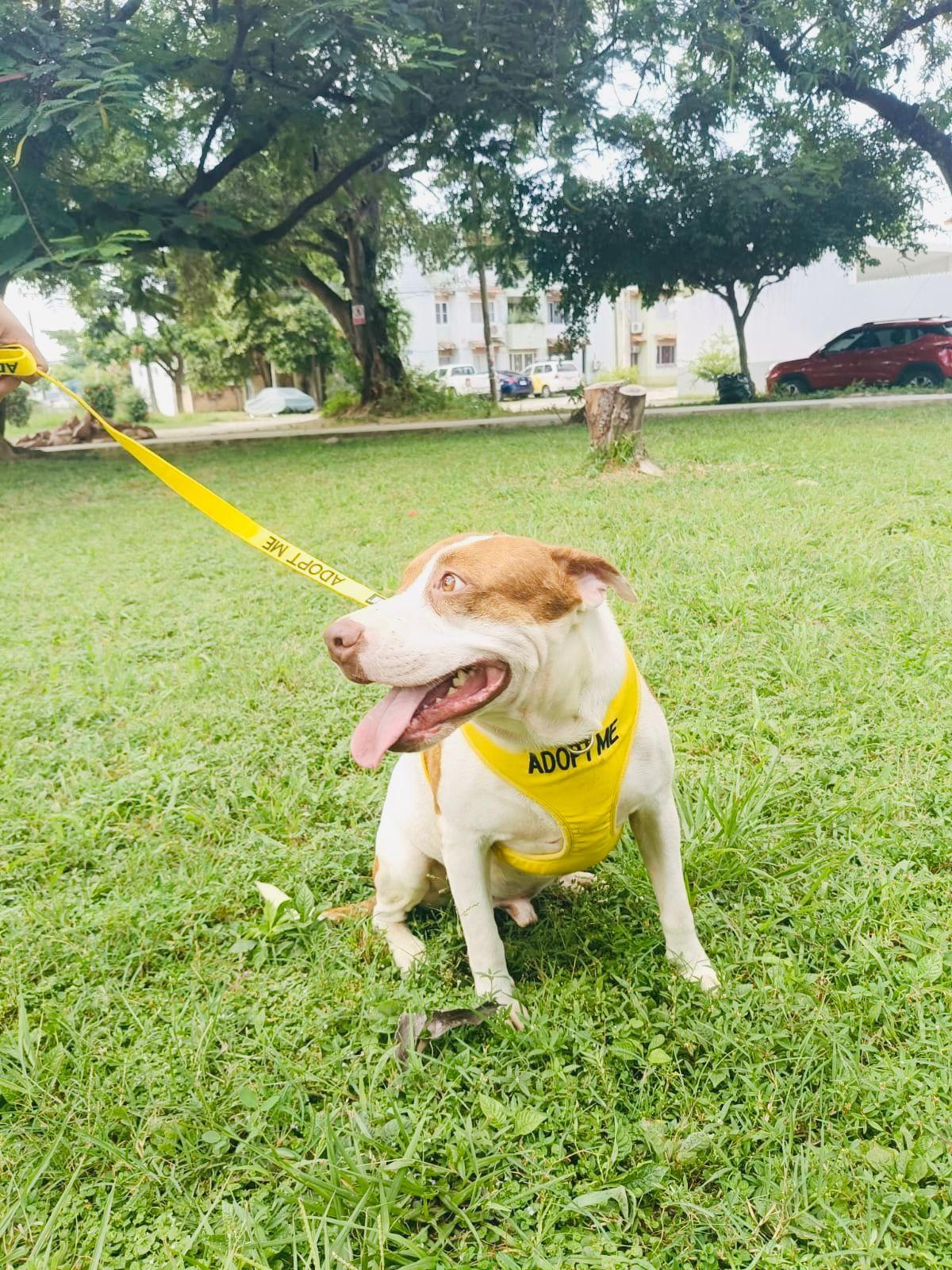 Enlarge Bombero, a ADOPTABLE Mixed Breed in Vancouver, BC image 6/6