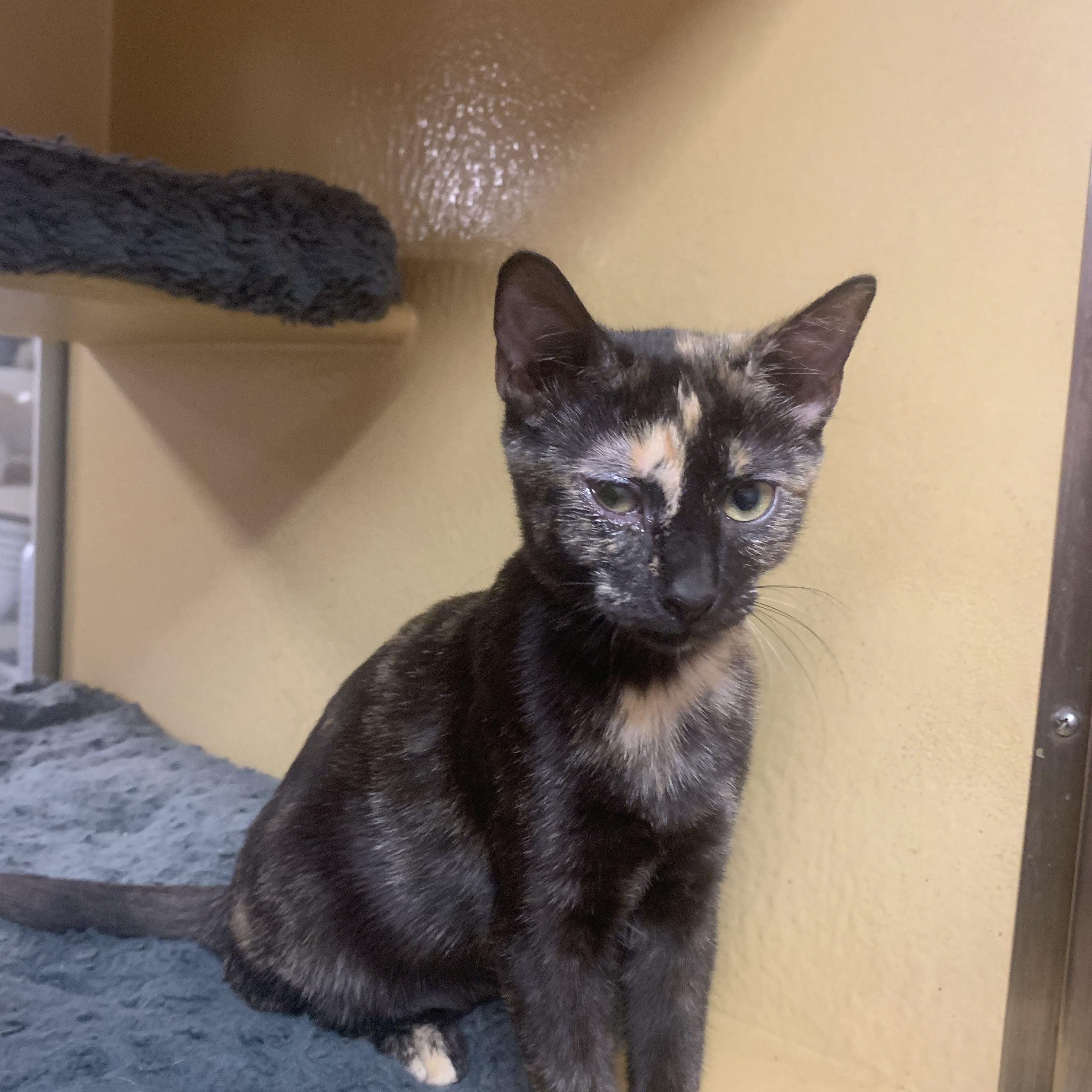 Enlarge Marigold, a Adopted mixed breed in Port Jefferson Station, NY image 1/1