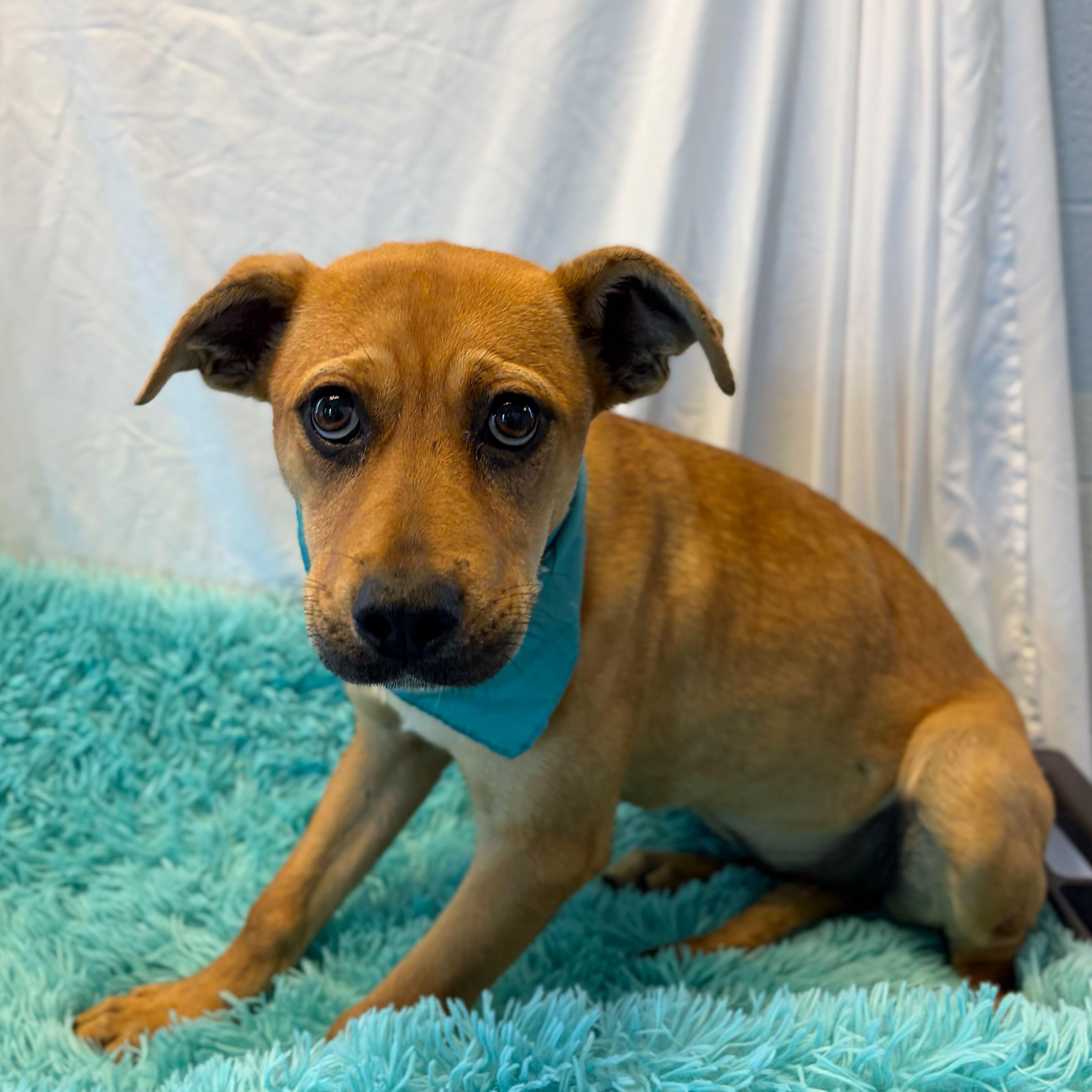 Enlarge Queenie, an adoptable Mixed Breed in Canal Winchester, OH image 4/4
