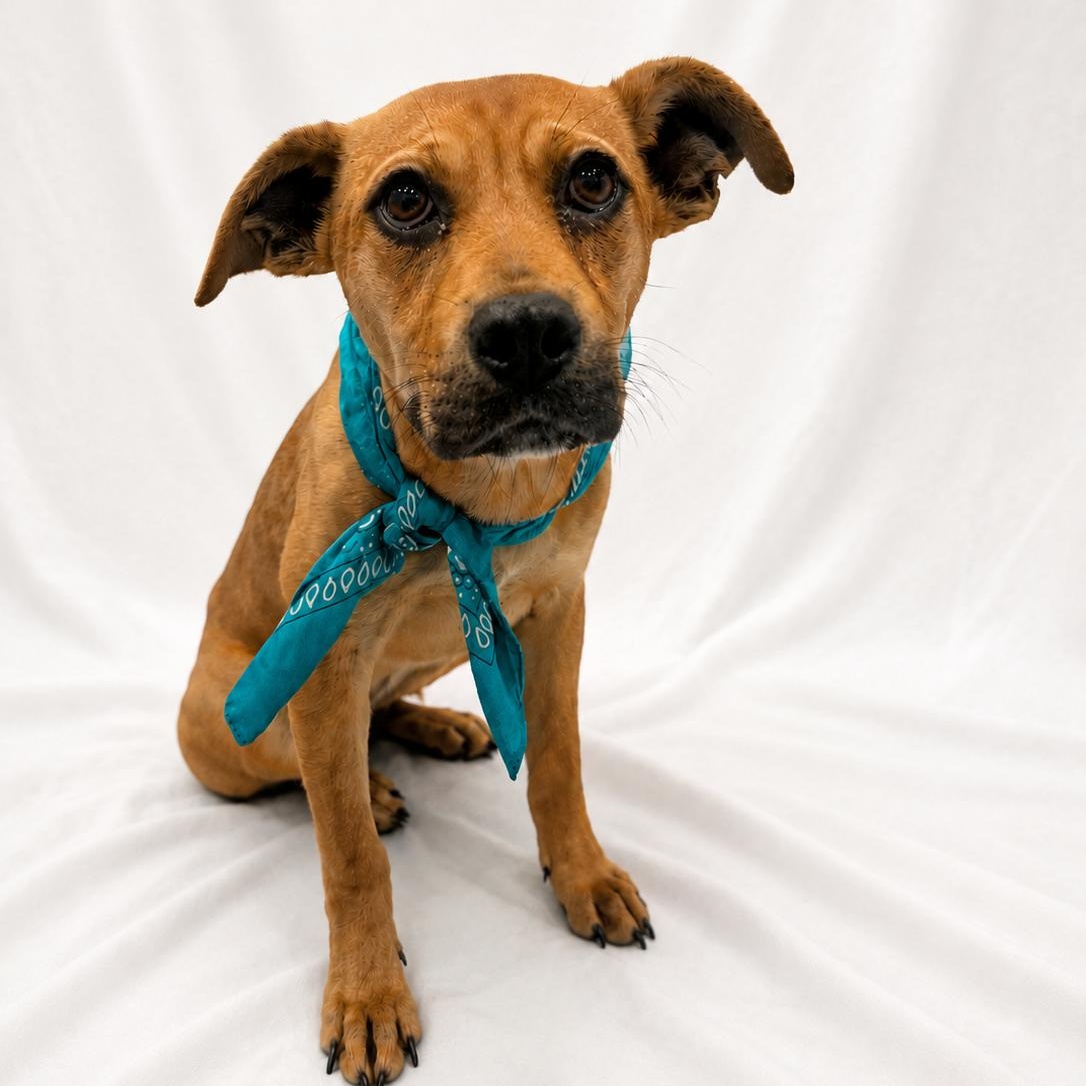 Queenie, adoptable, Puppy Female Mixed Breed.