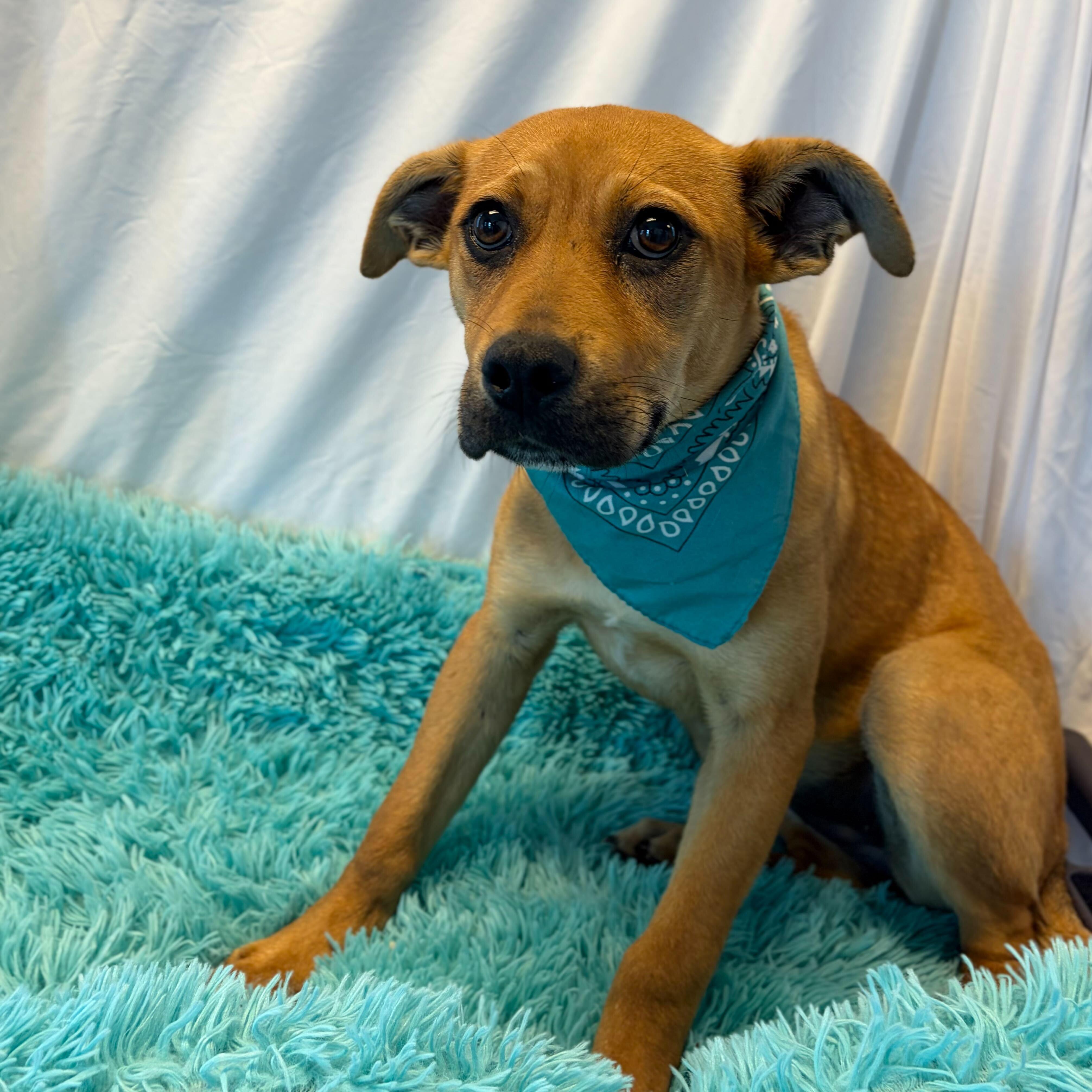Enlarge Queenie, an adoptable Mixed Breed in Canal Winchester, OH image 3/4