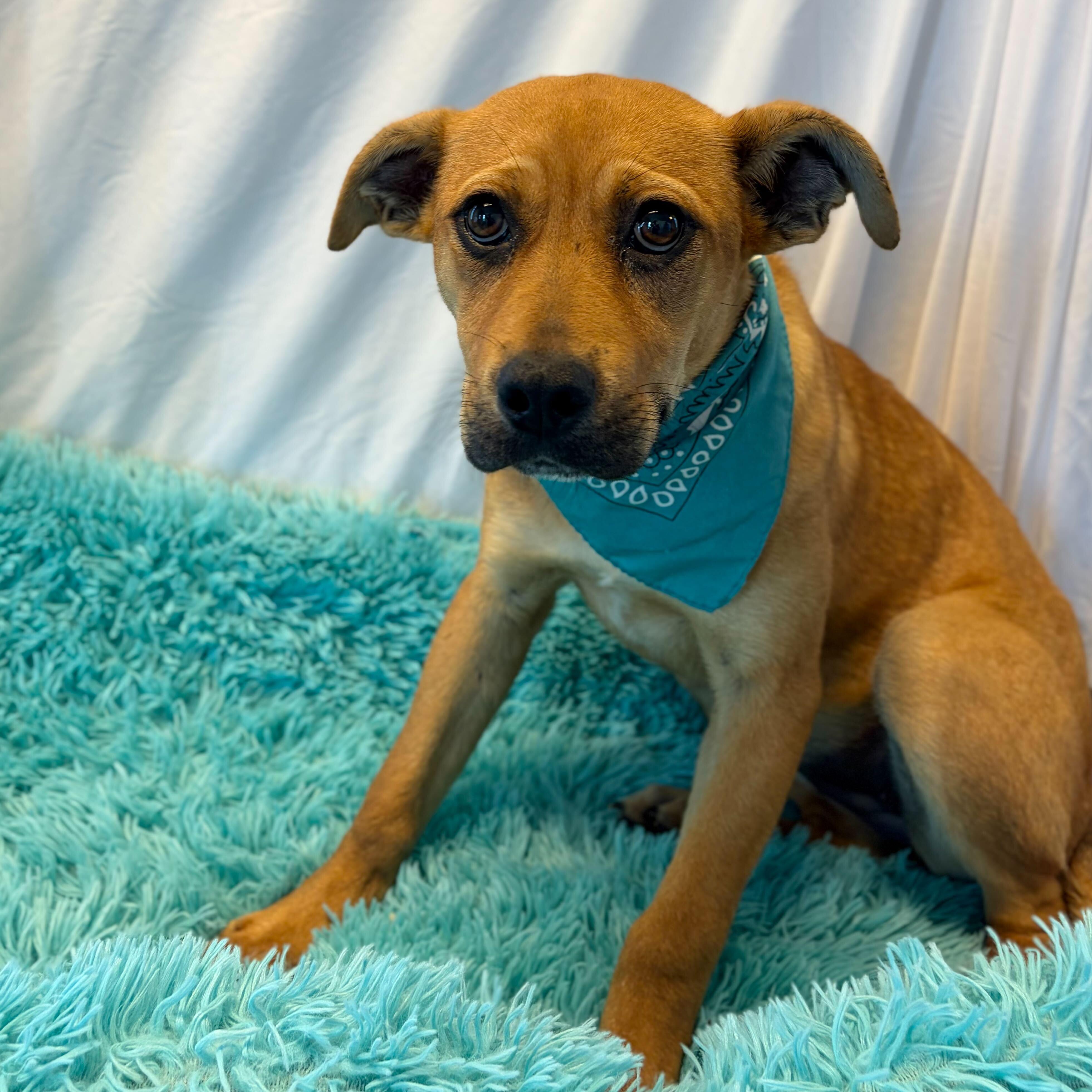 Enlarge Queenie, an adoptable Mixed Breed in Canal Winchester, OH image 2/4
