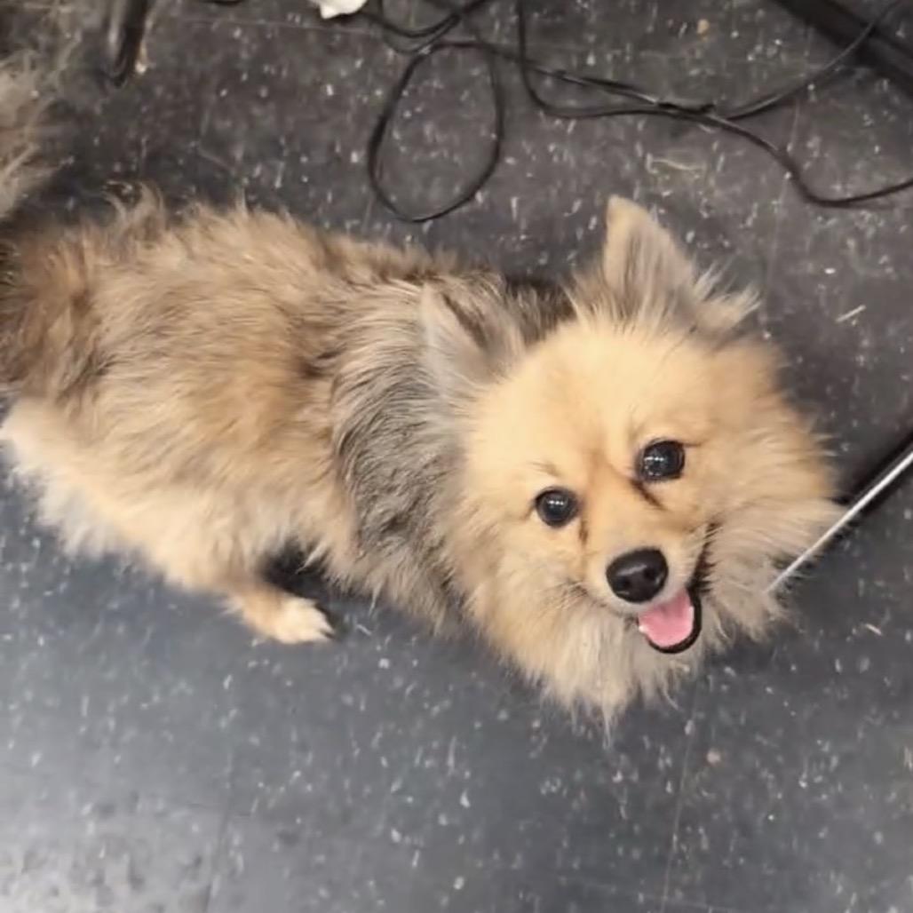 Layla, Adoptable, Adult Female Pomeranian & Mixed Breed.