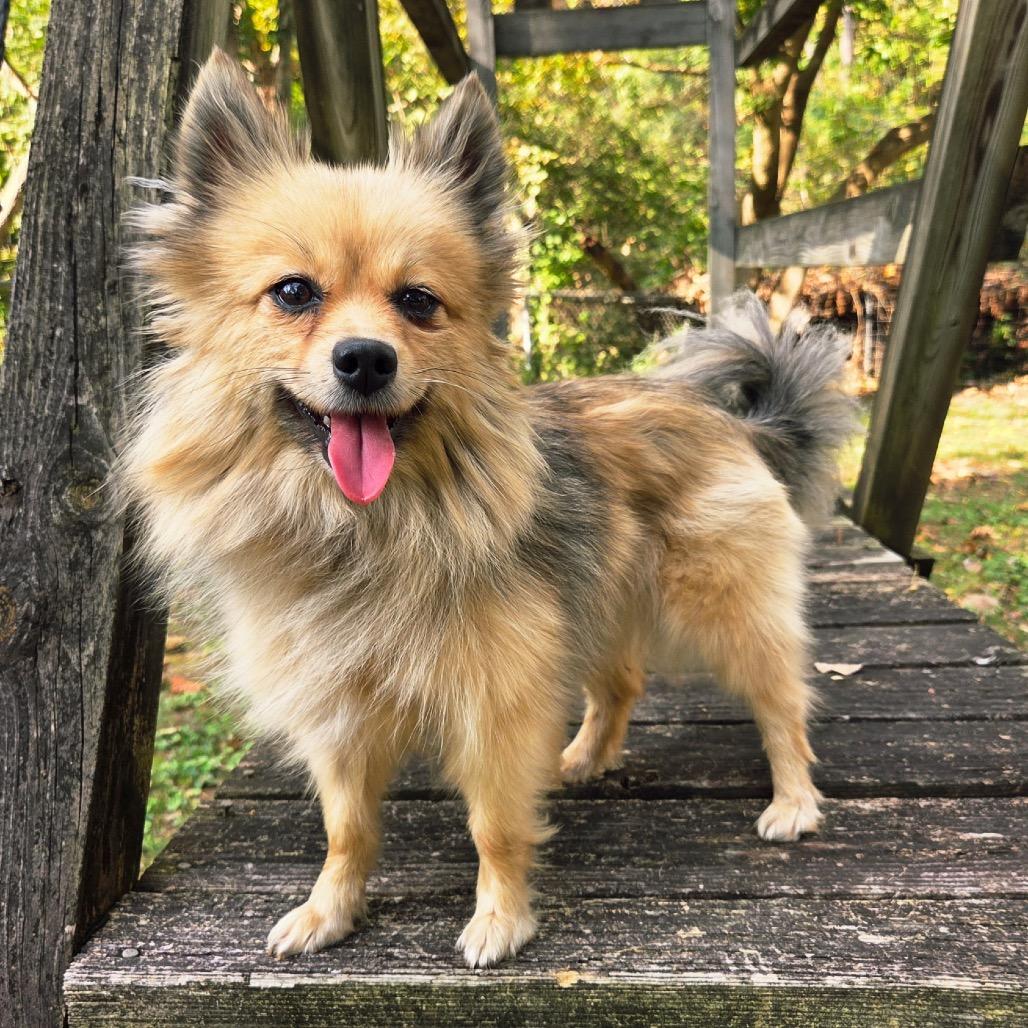 Enlarge Layla, a Adoptable mixed breed in Louisville, KY image 2/6