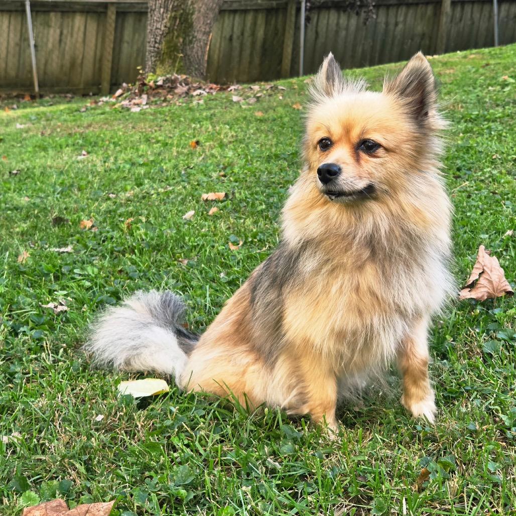 Enlarge Layla, a Adoptable mixed breed in Louisville, KY image 6/6