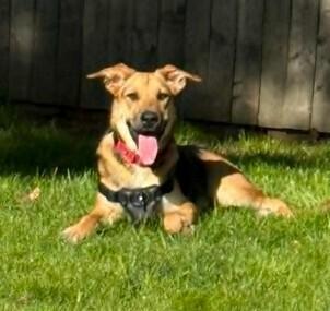 Izzy, Adoptable, Young Female German Shepherd Dog.