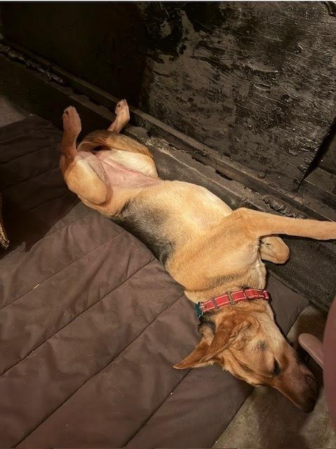 Izzy, a Adoptable mixed breed in Saginaw, MI image 3/6