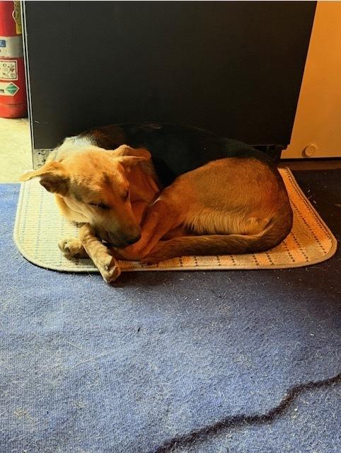 Izzy, a Adoptable mixed breed in Saginaw, MI image 4/6