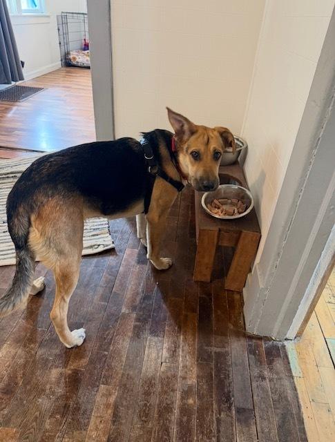 Izzy, a Adoptable mixed breed in Saginaw, MI image 5/6