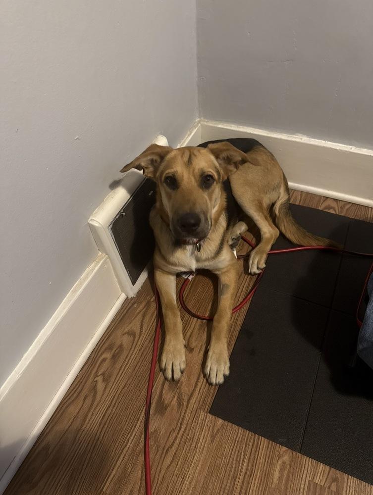 Izzy, a Adoptable mixed breed in Saginaw, MI image 6/6