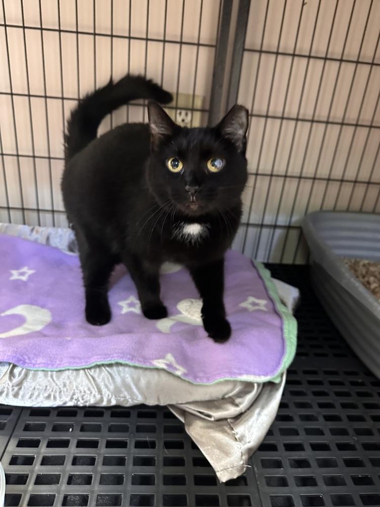 Ohio, Adoptable, Adult Female Domestic Short Hair.