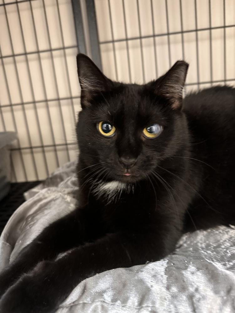 Ohio, a Adoptable mixed breed in Greensburg, PA image 2/2